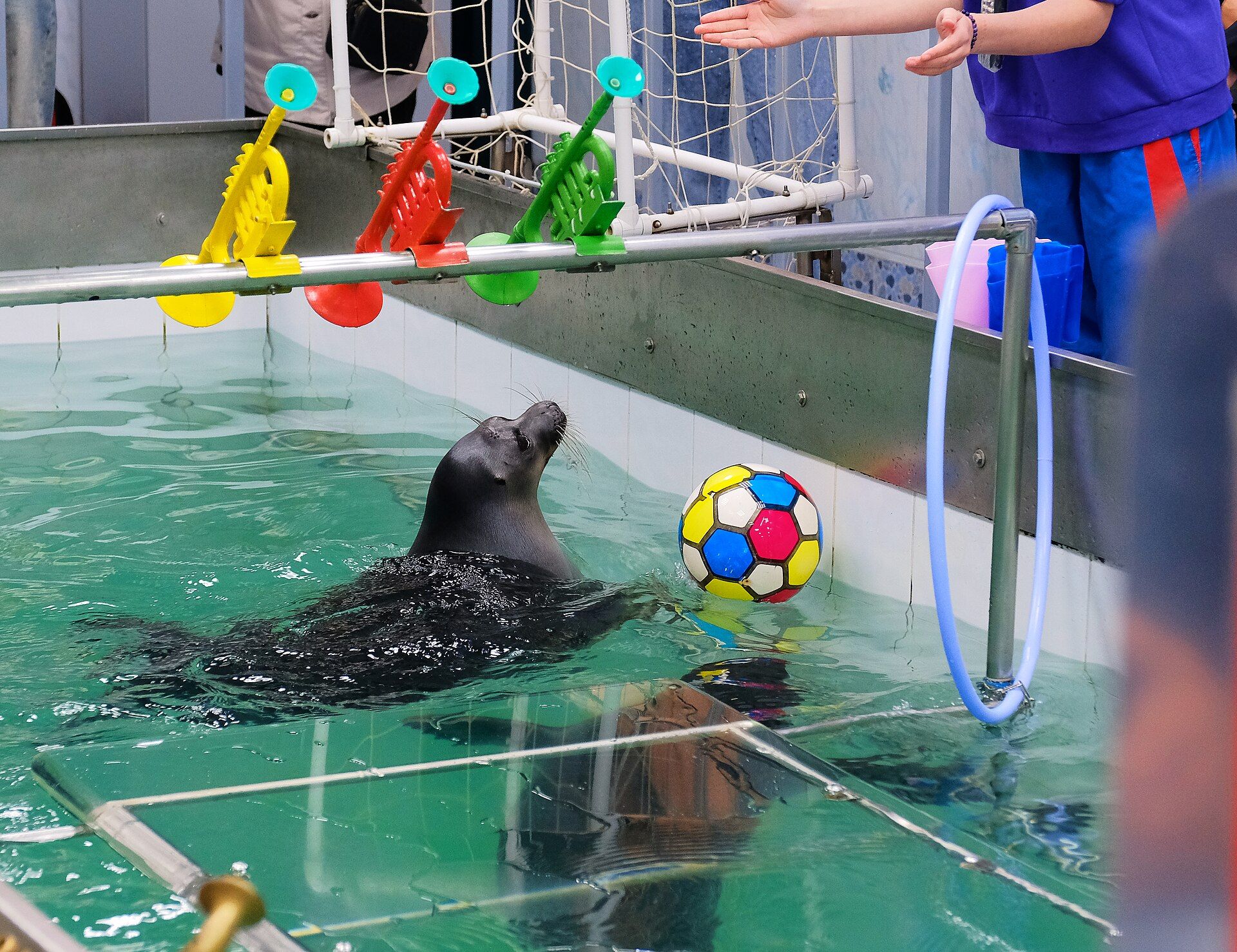 Нерпы в иркутском нерпинарии / Фото Vyacheslav Bukharov / wikimedia