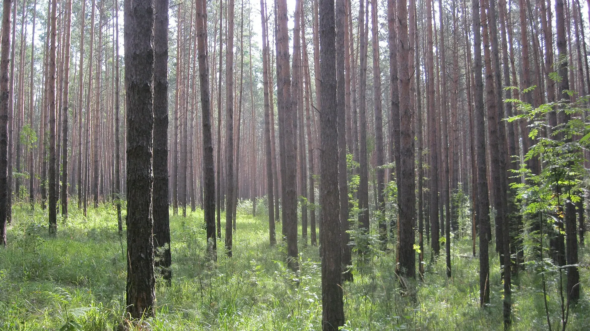 Кудряшовский бор — здесь просто не может не быть грибов / фото Muchara / wikimedia