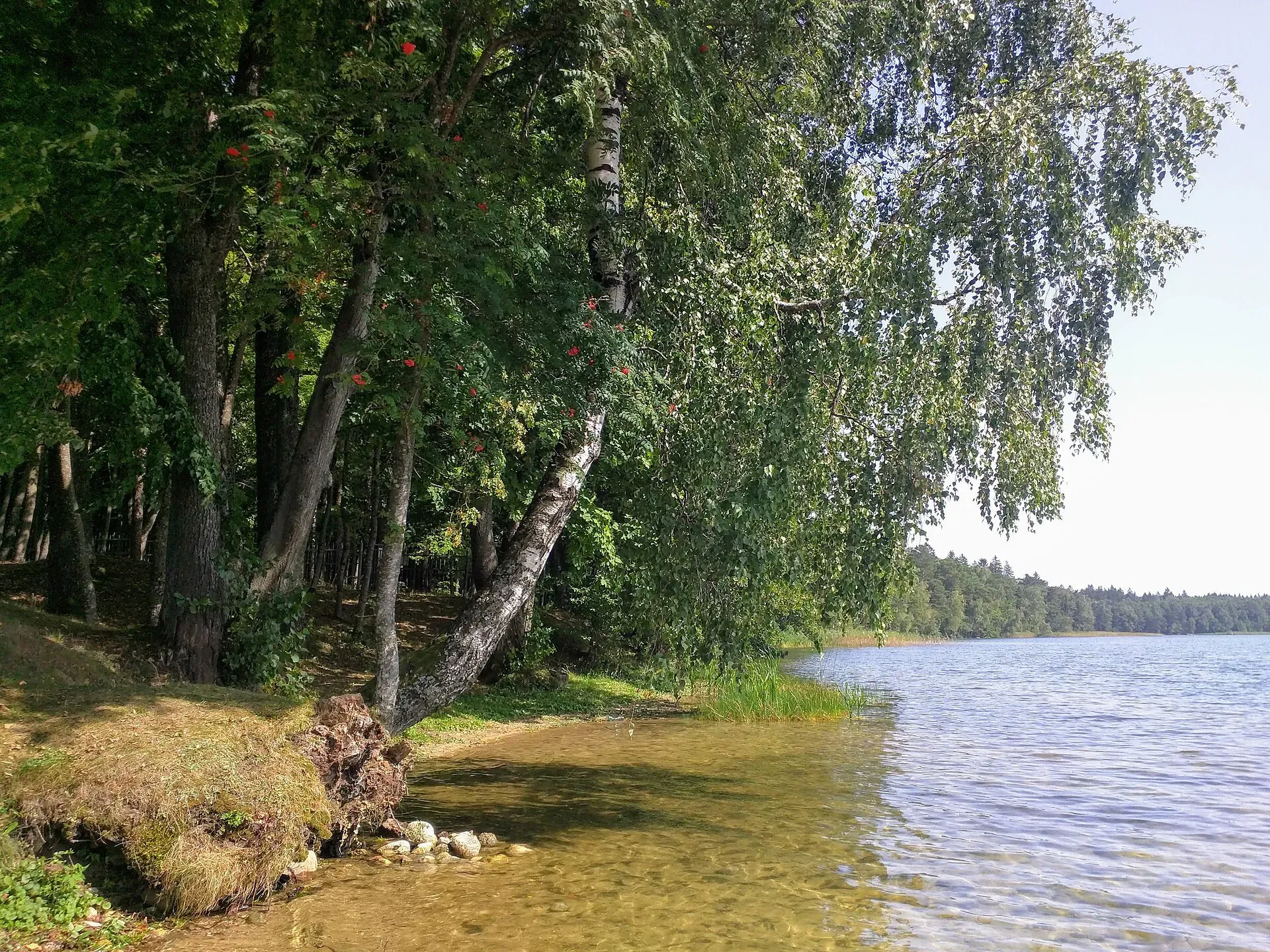 Озеро Свитязь / фото Ttzhmuliukina / wikimedia