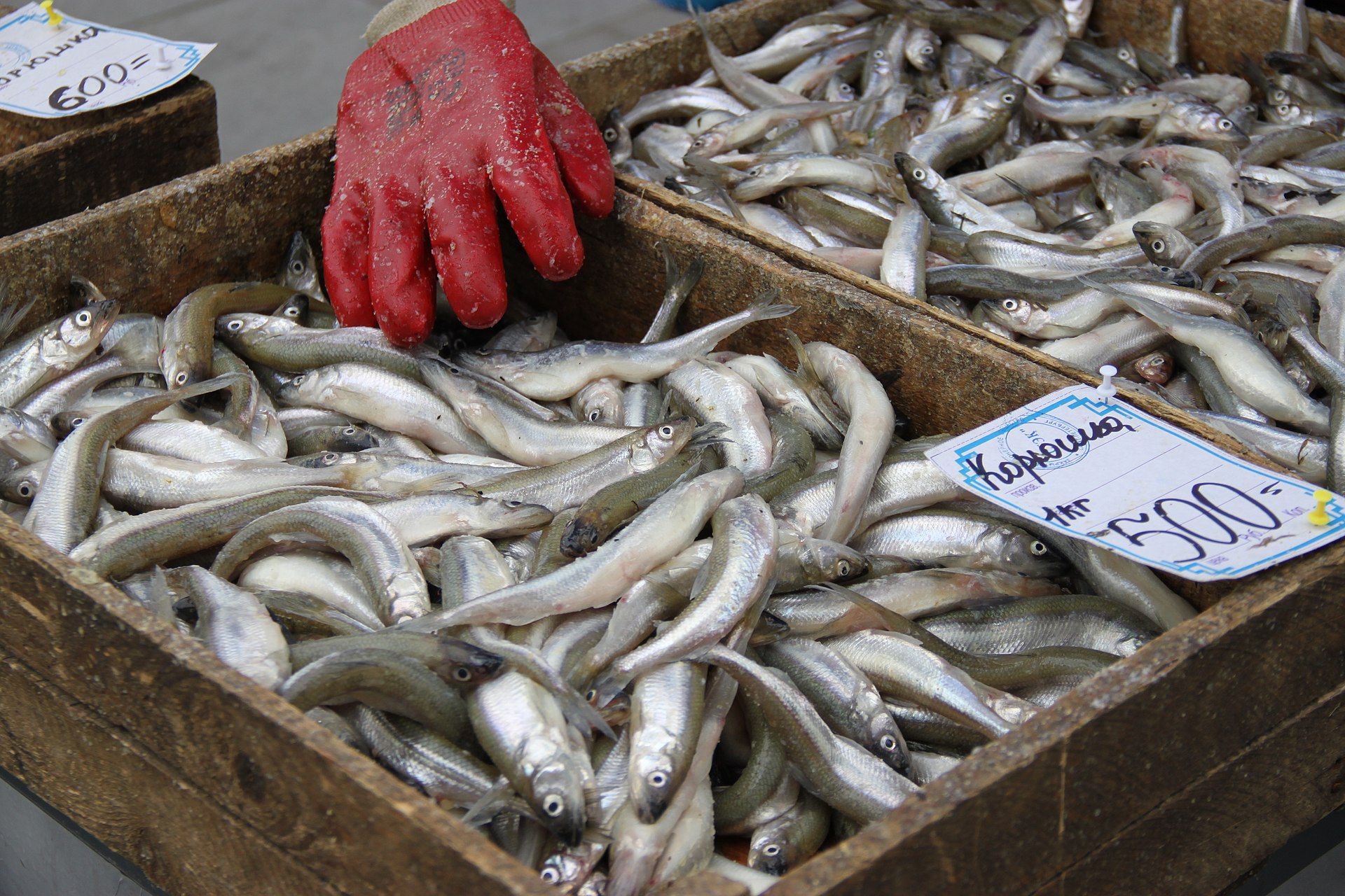 Праздник корюшки, веселятся / фото Andrey Filippov / &nbsp;wikimedia