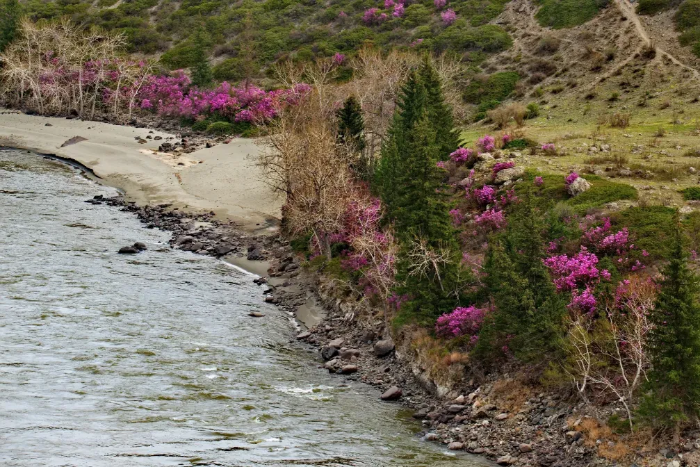 Маральник вдоль реки. Фото: kaikups | Canva