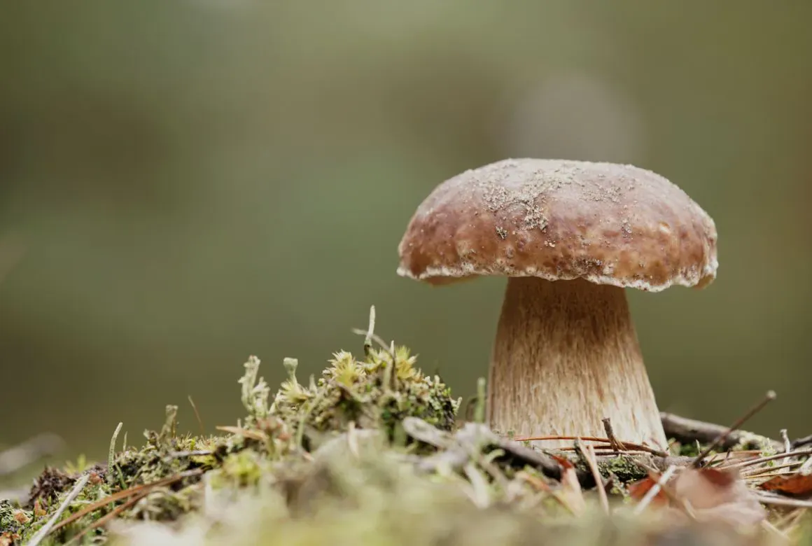 Белый гриб — один из самых ценных (Heiko Küverling / Canva)