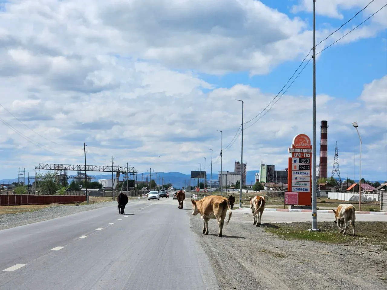 Иногда пейзажи оживают. Коровы в Дархане