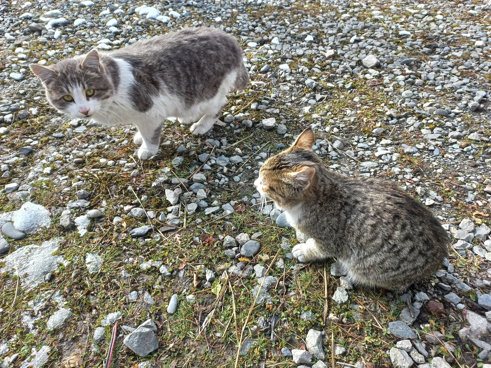 Отличное гостеприимство от местных котиков / фото Дарины Устич