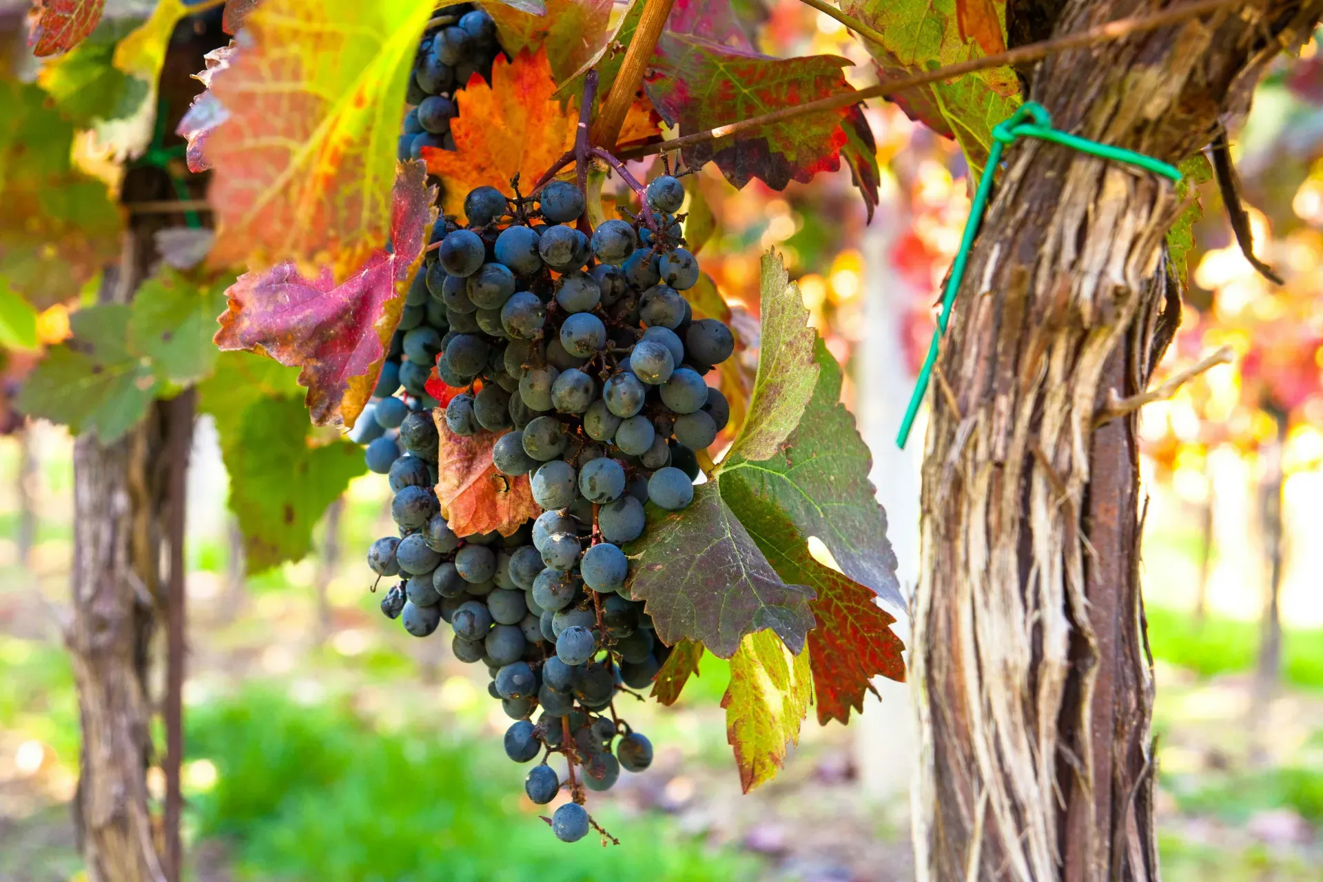 Ростовская область уникальна автохтонами. Dawid Zawiła / Canva