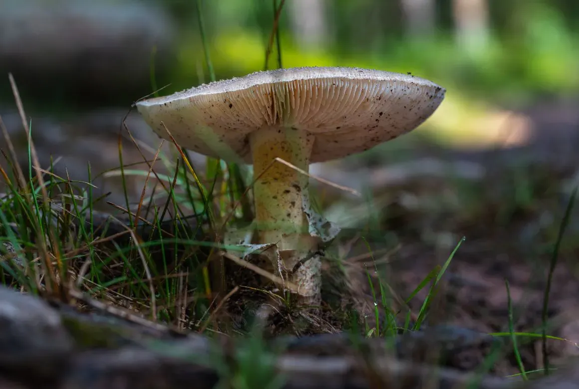Это бледная поганка — не берите её (Slatan / Canva)