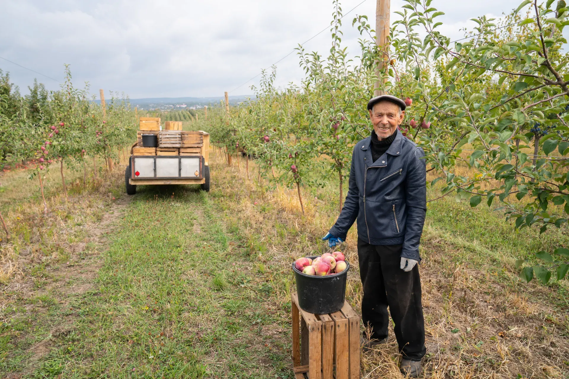 Вслед за виноделием развивается производство сидра. Vasya Nagirnyak / Canva