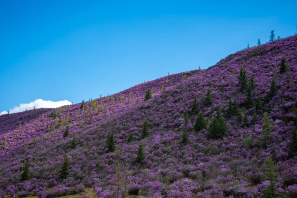 Розовые горы маральника. Фото:&nbsp;Tatiana Dyuvbanova | Canva