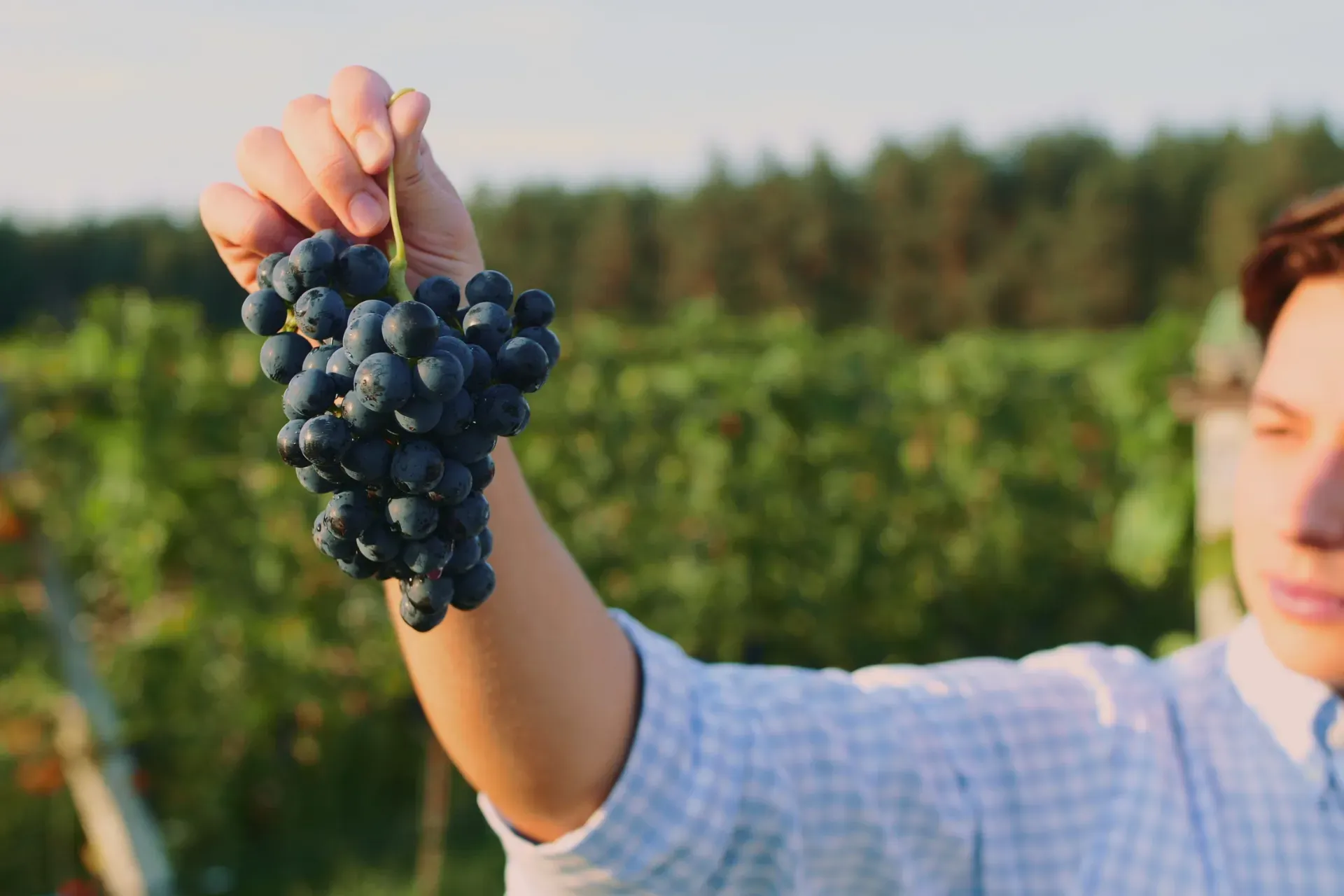 В России представлены все сорта вин. Maksym Panchuk / Canva