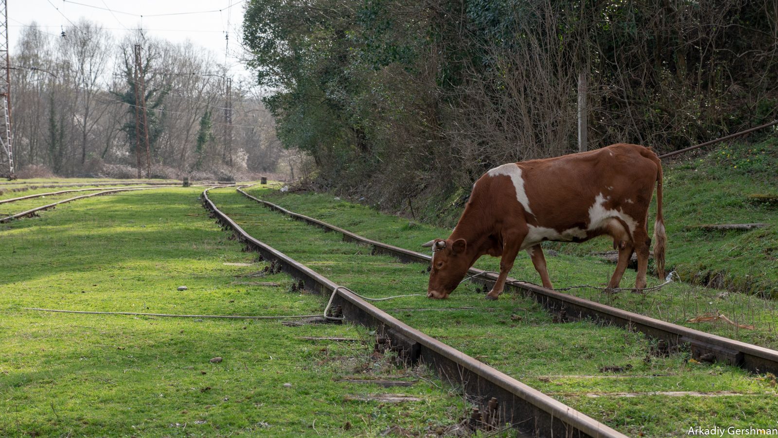 Природа забирает своё / фото Аркадия Гершмана