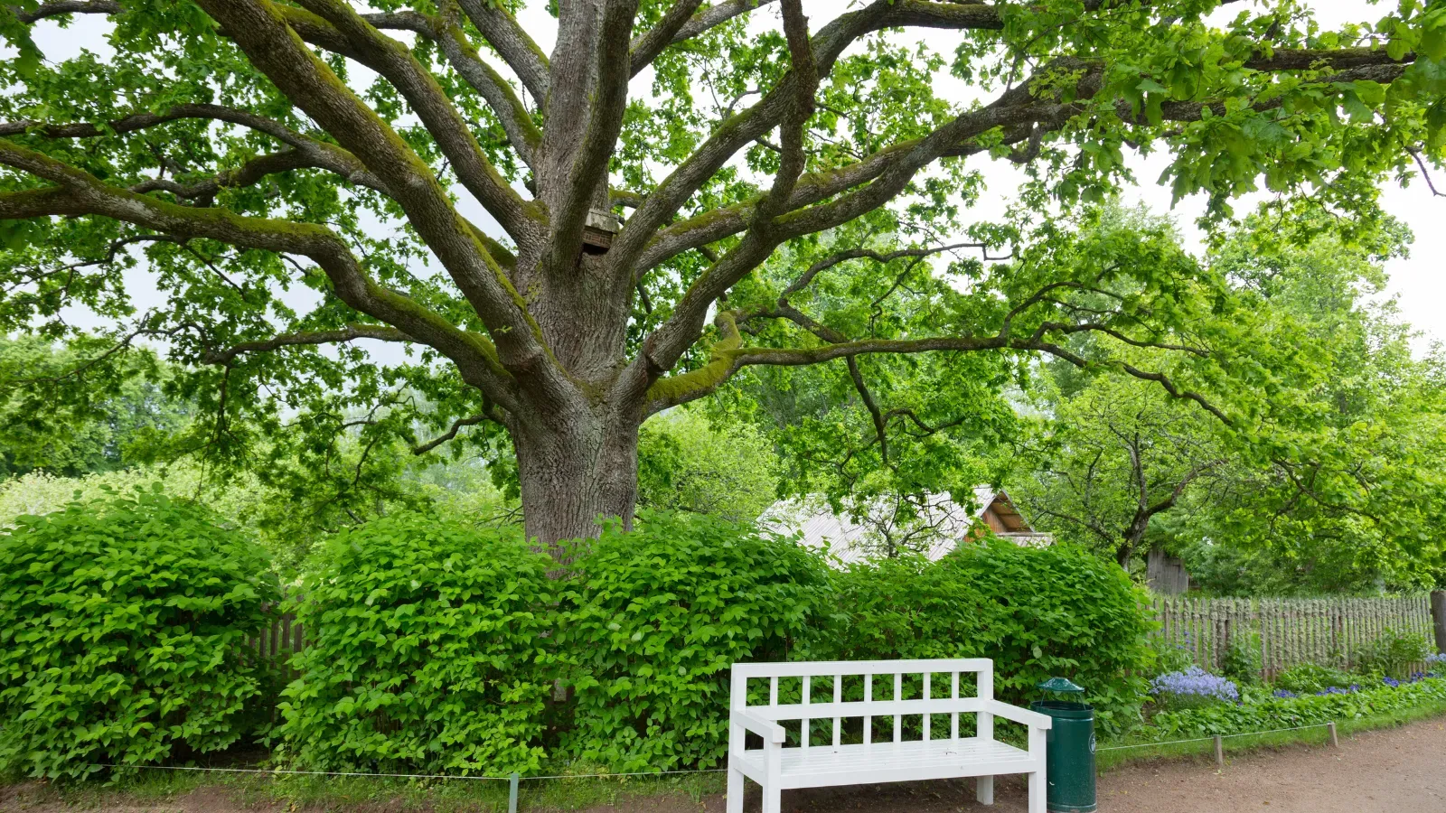 А что, если этот дуб видел Пушкина? Lenorlux / Canva