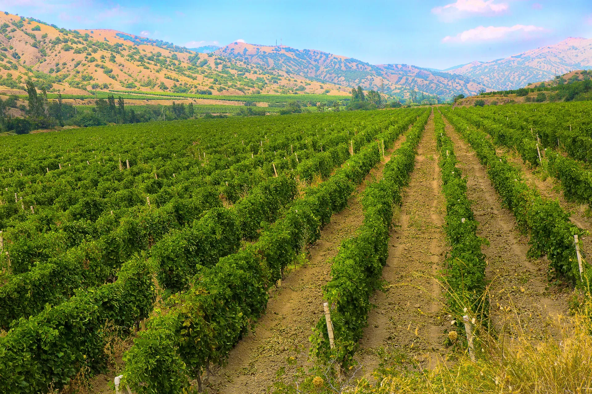 Севастополь внутри Крыма — самостоятельный винодельческий регион. Apriori1 / Canva