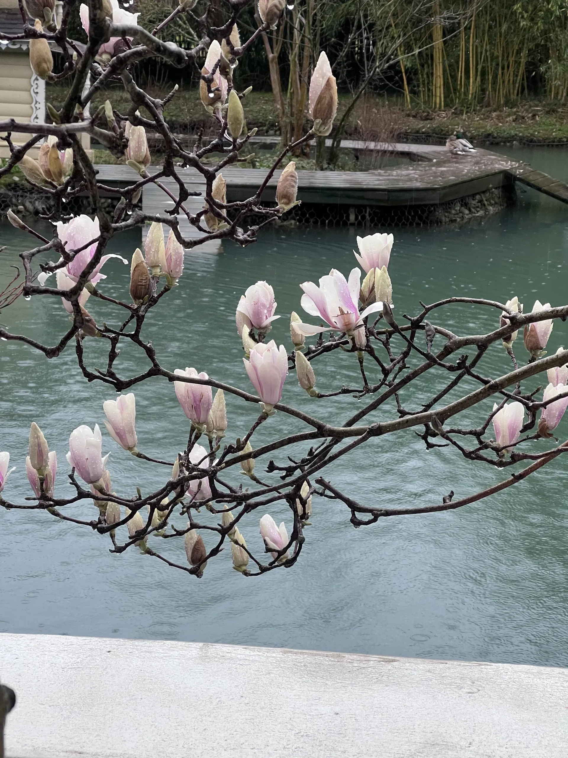 А ещё магнолии. Фото: Анна Белостоцкая