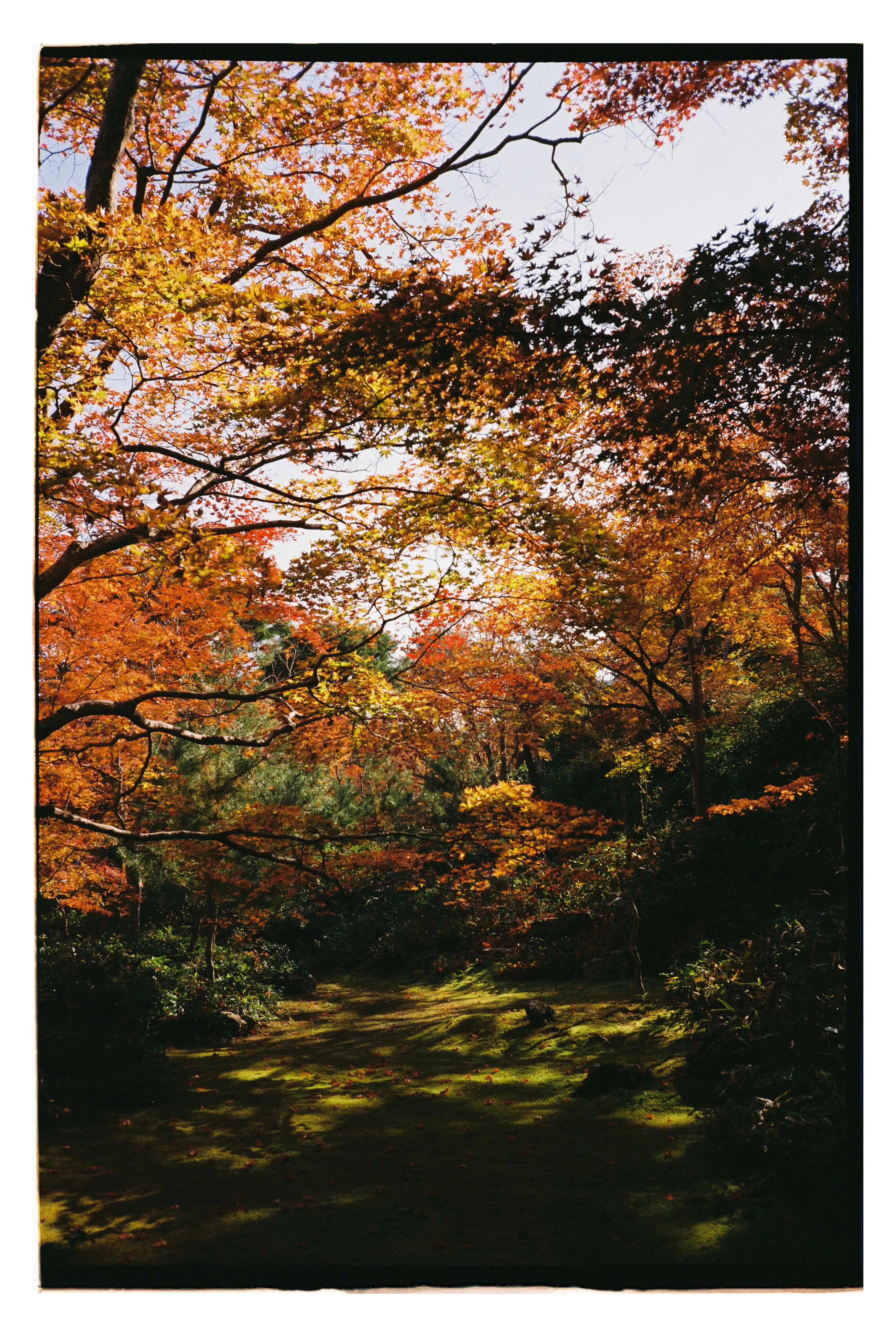 Киото. Деревья недалеко от бамбуковой рощи