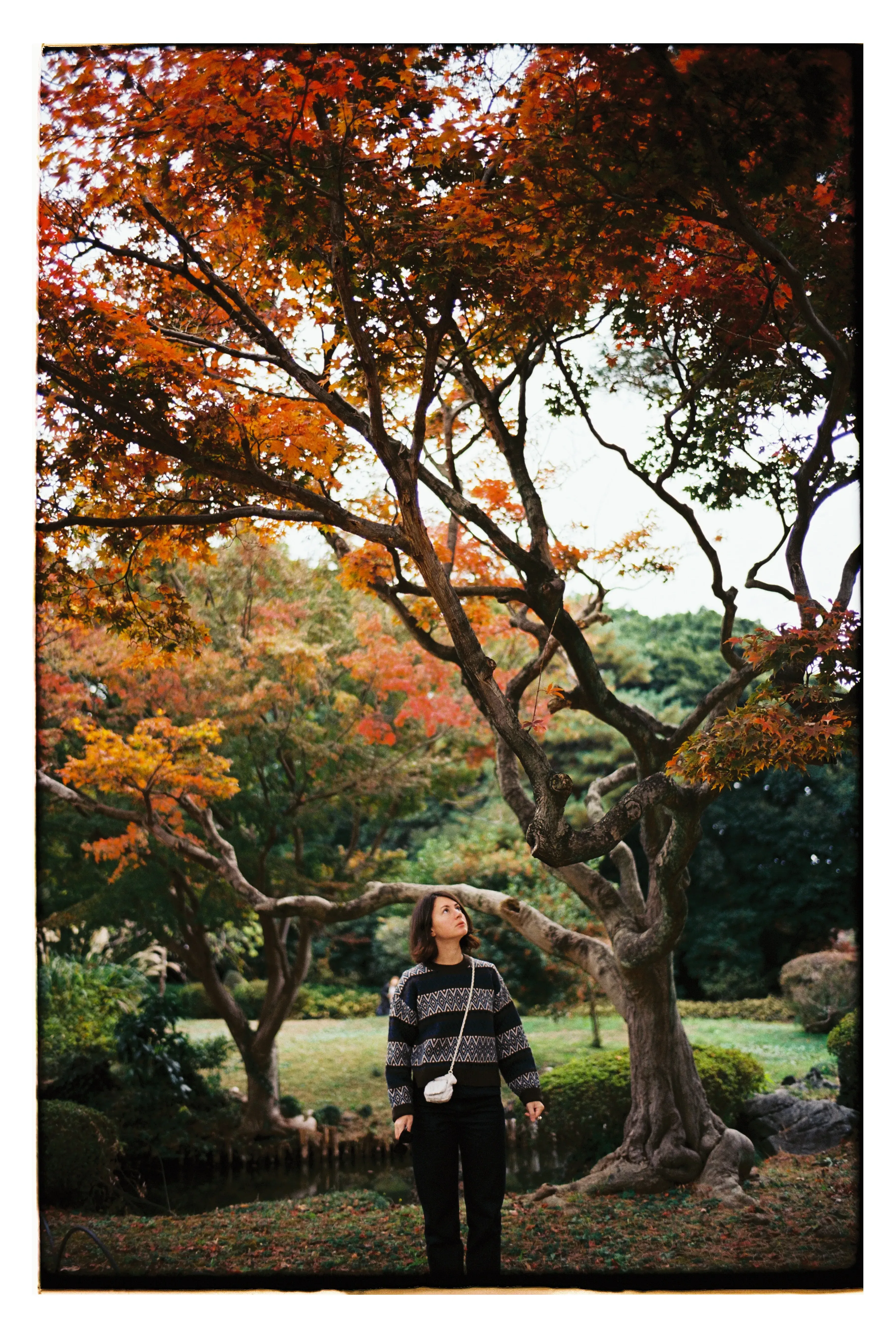 Момидзи в парке Синдзюку-Гёен в Токио. Фото: Оля Смирнова