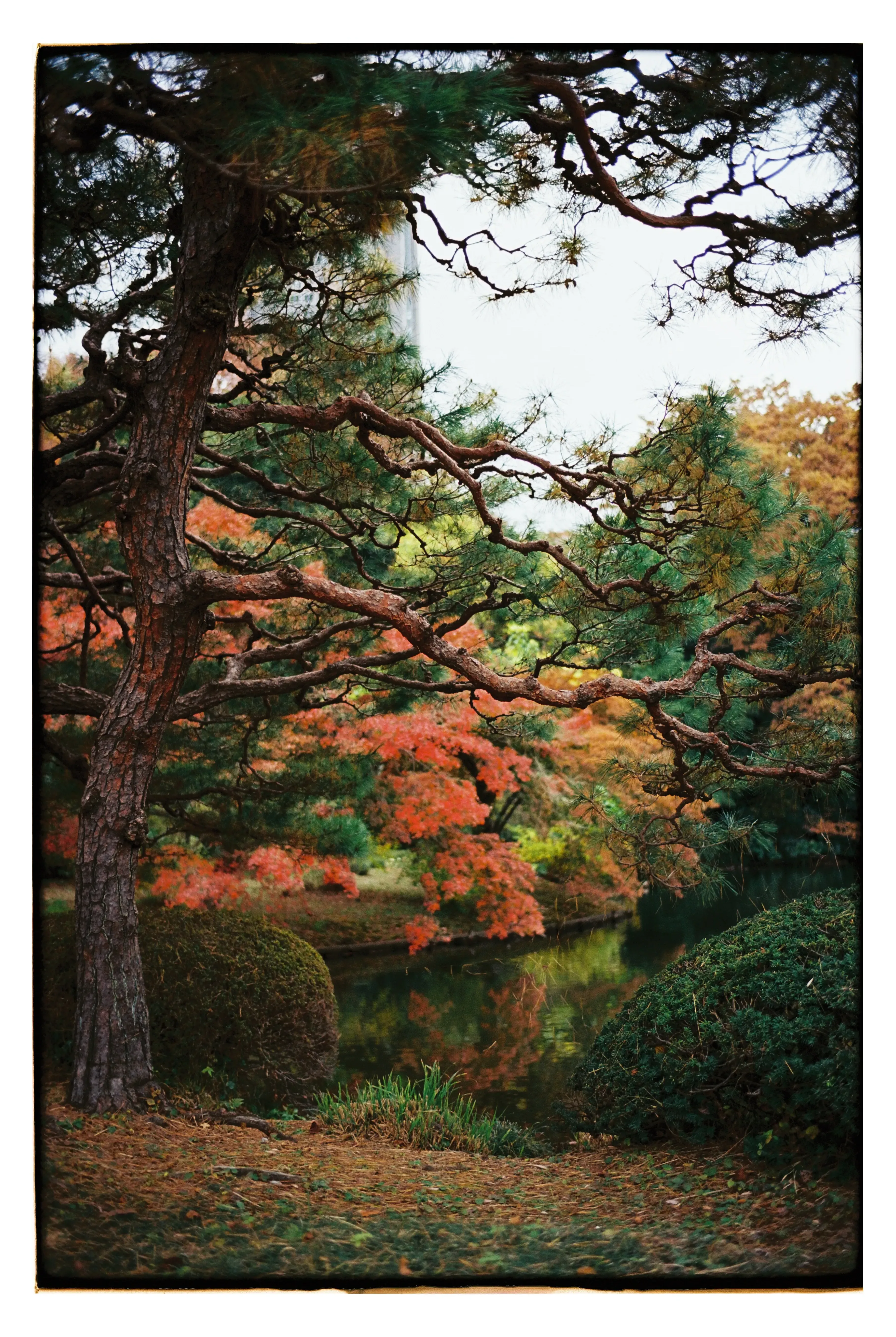 Национальный парк Синдзюку-Гёен в Токио. Фото: Оля Смирнова