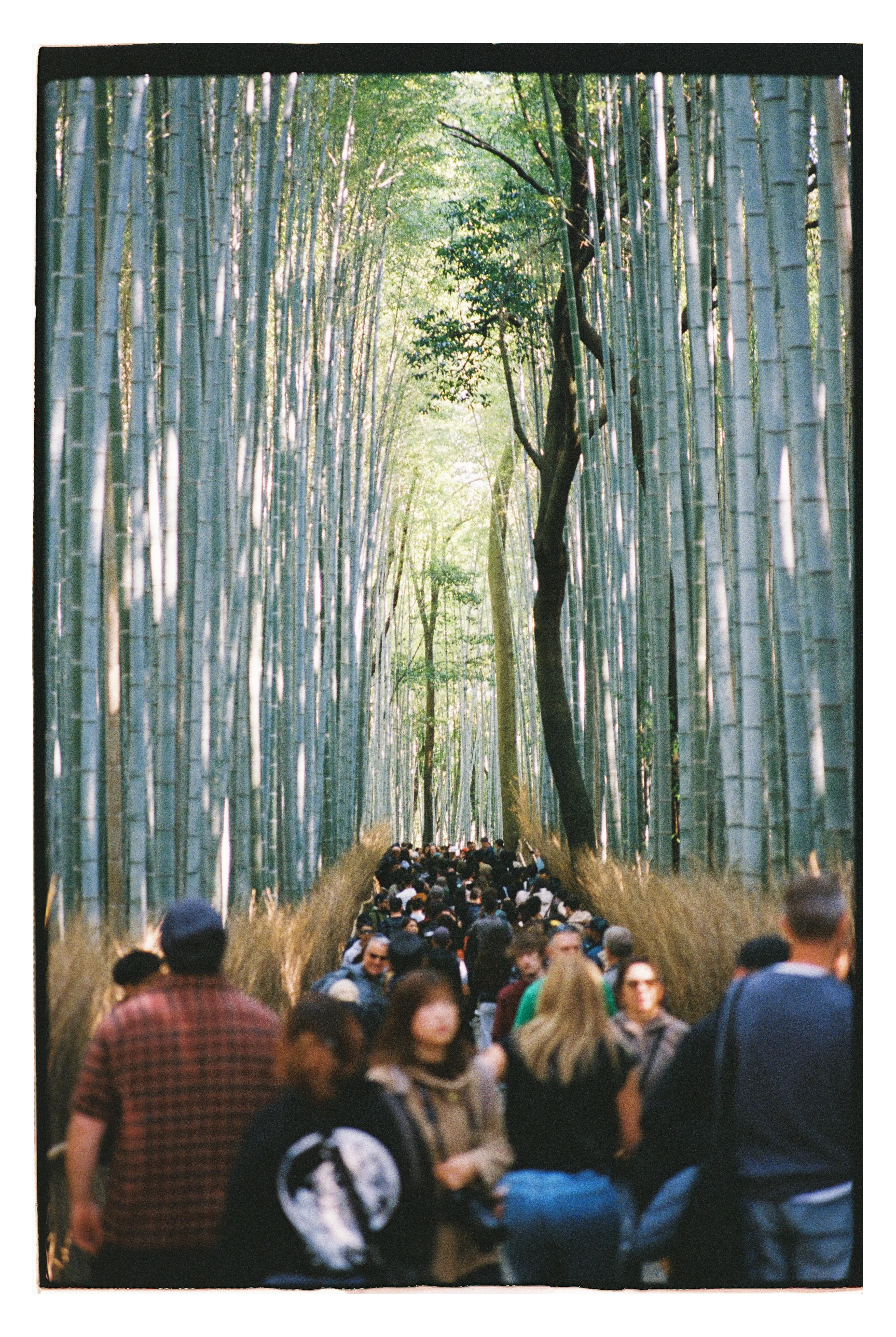 Оцените количество людей в Бамбуковой роще