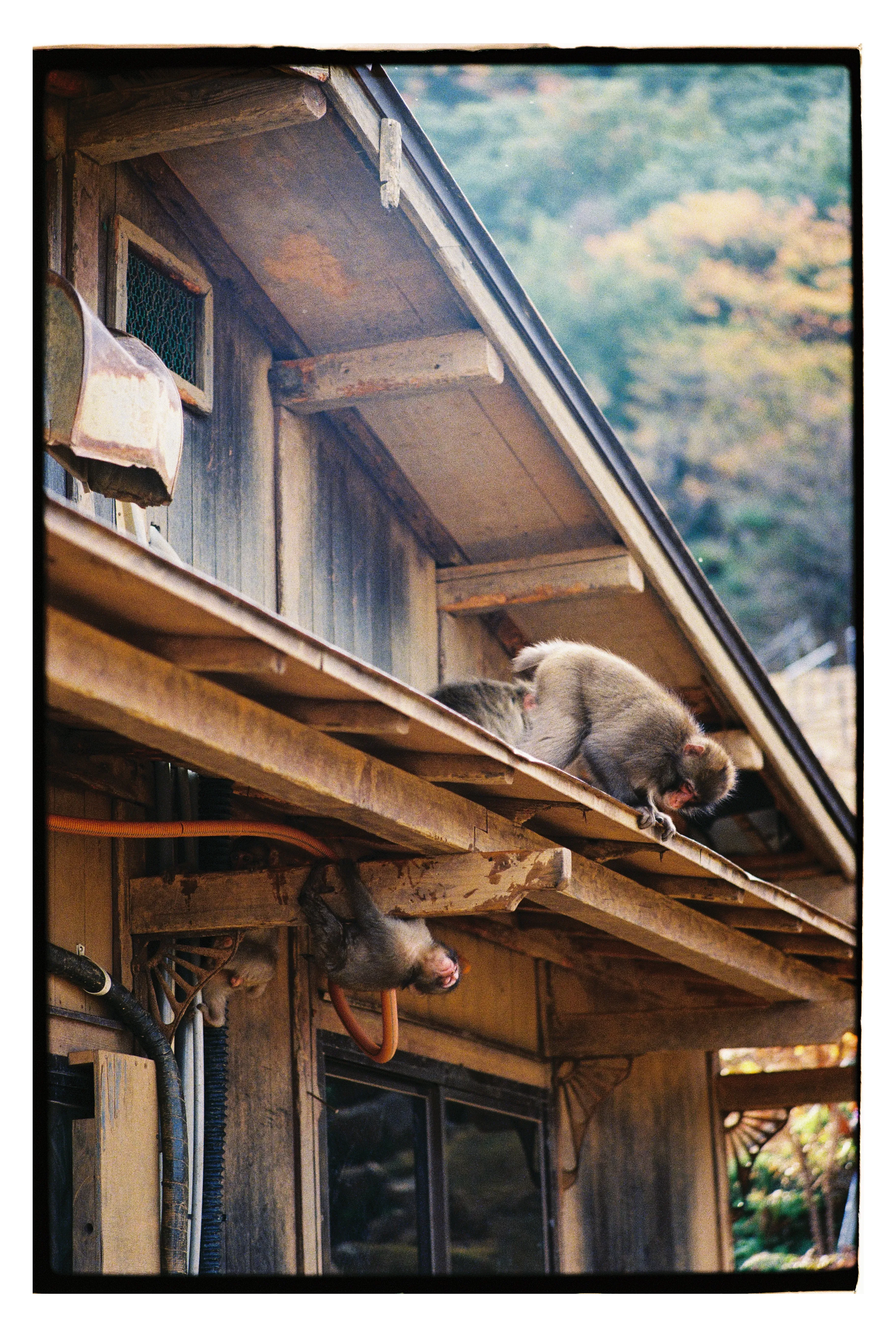 А это обезьянки в парке Арасияма неподалёку. Фото: Оля Смирнова