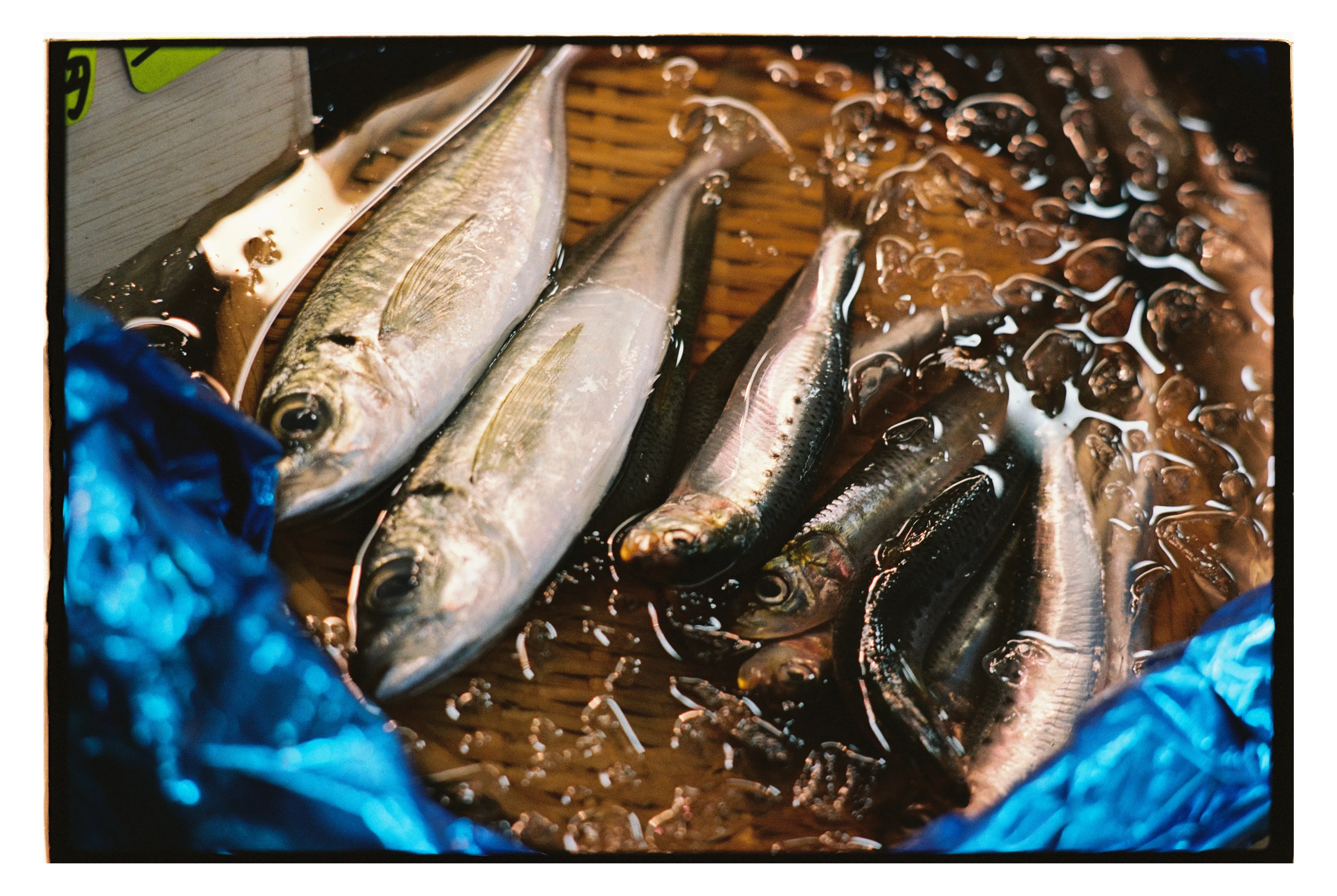 На японских рынках вы найдёте самую разную рыбу, а самое главное — свежую. Фото: Оля Смирнова