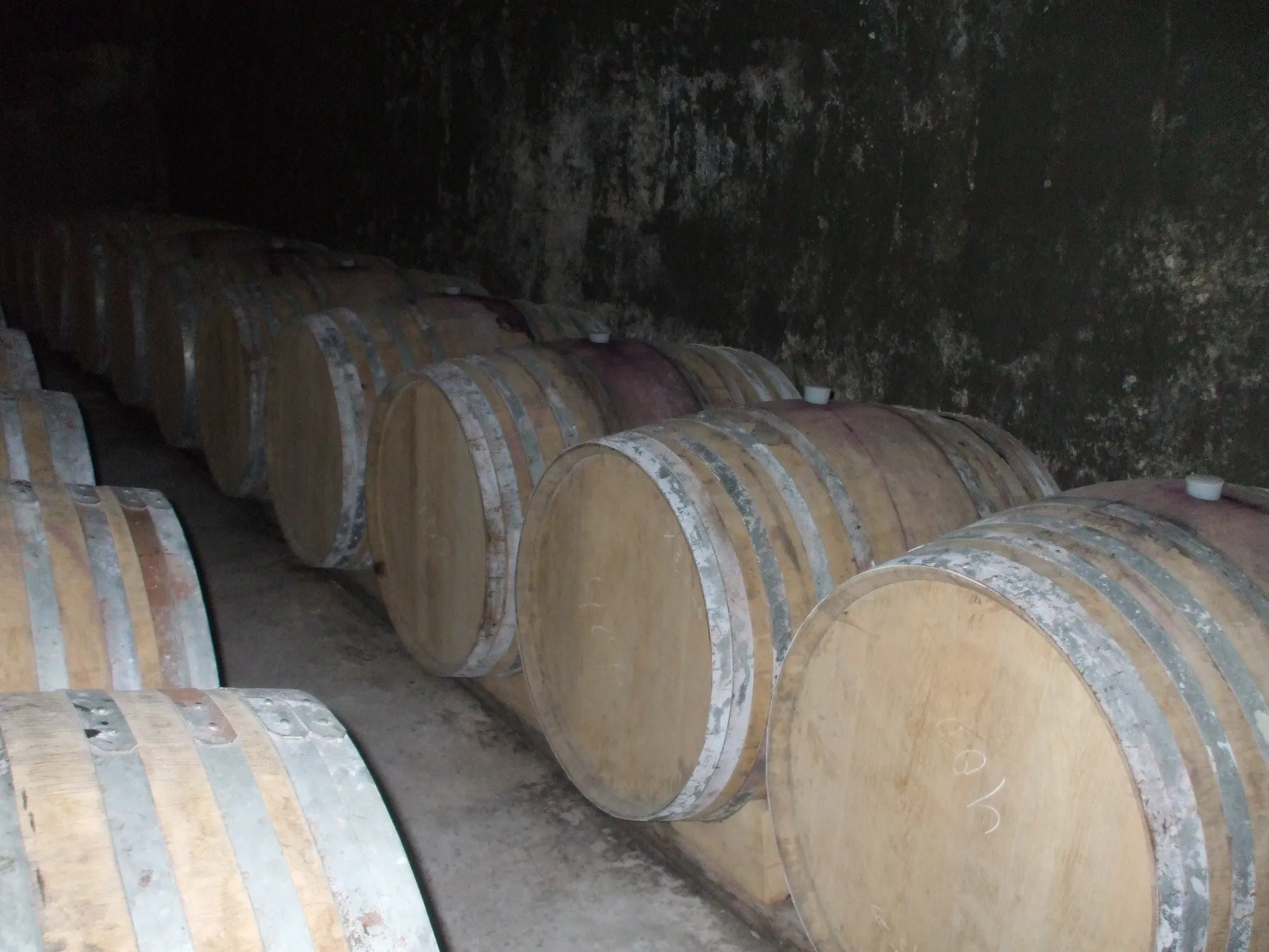 Так зреет армянское вино. Фото Дарины Устич