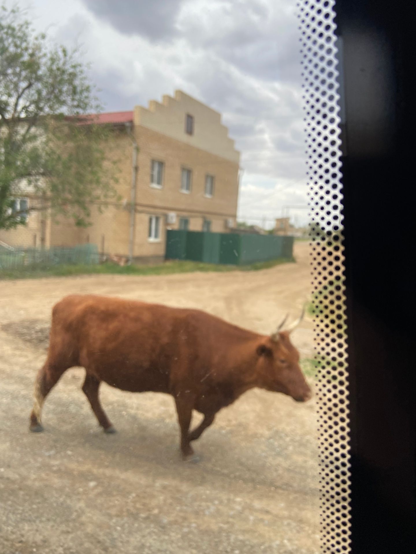 Дорога до Элисты. Автор фото Анастасия Пелевина