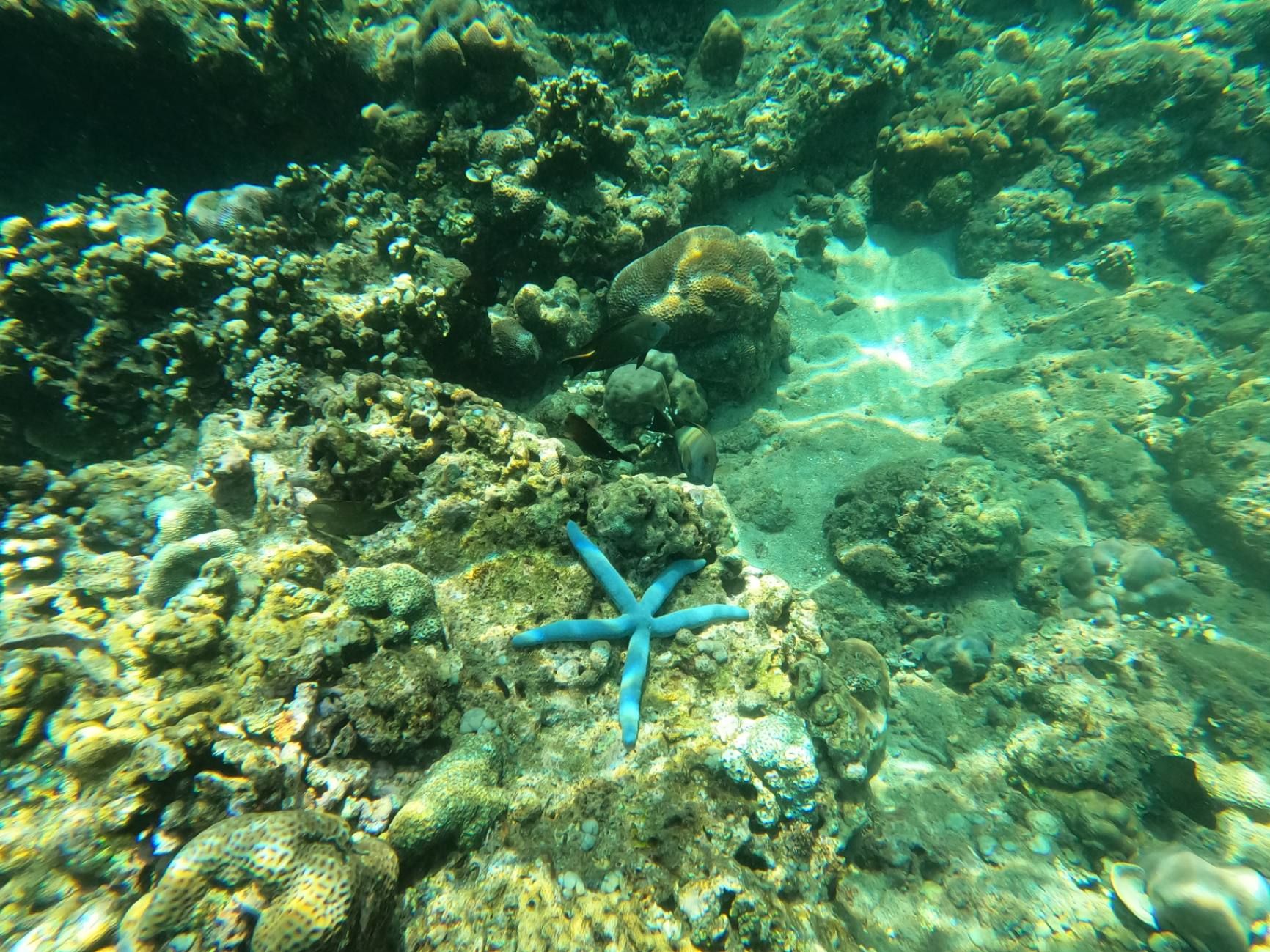 Морские звёзды здесь синие. Фото Дарины Устич