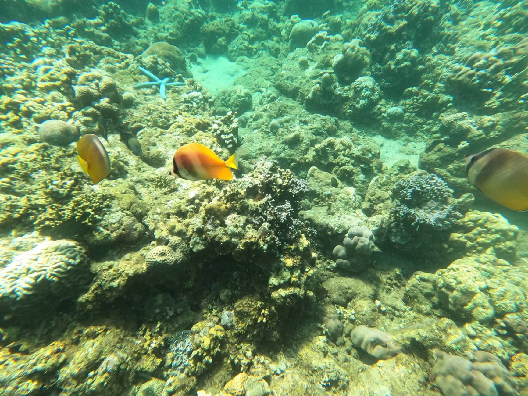 Коралловые сады. Фото Дарины Устич