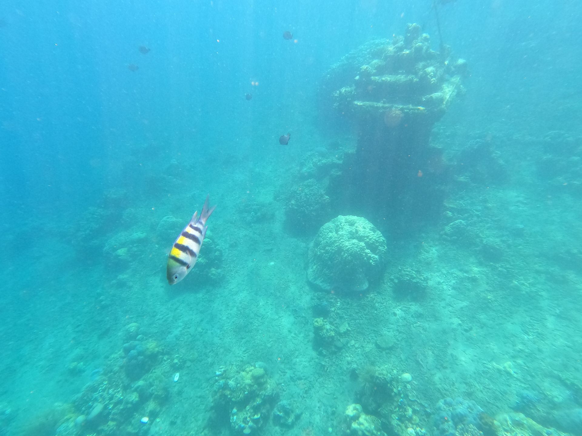 Подводный мир во всей красе. Фото Дарины Устич