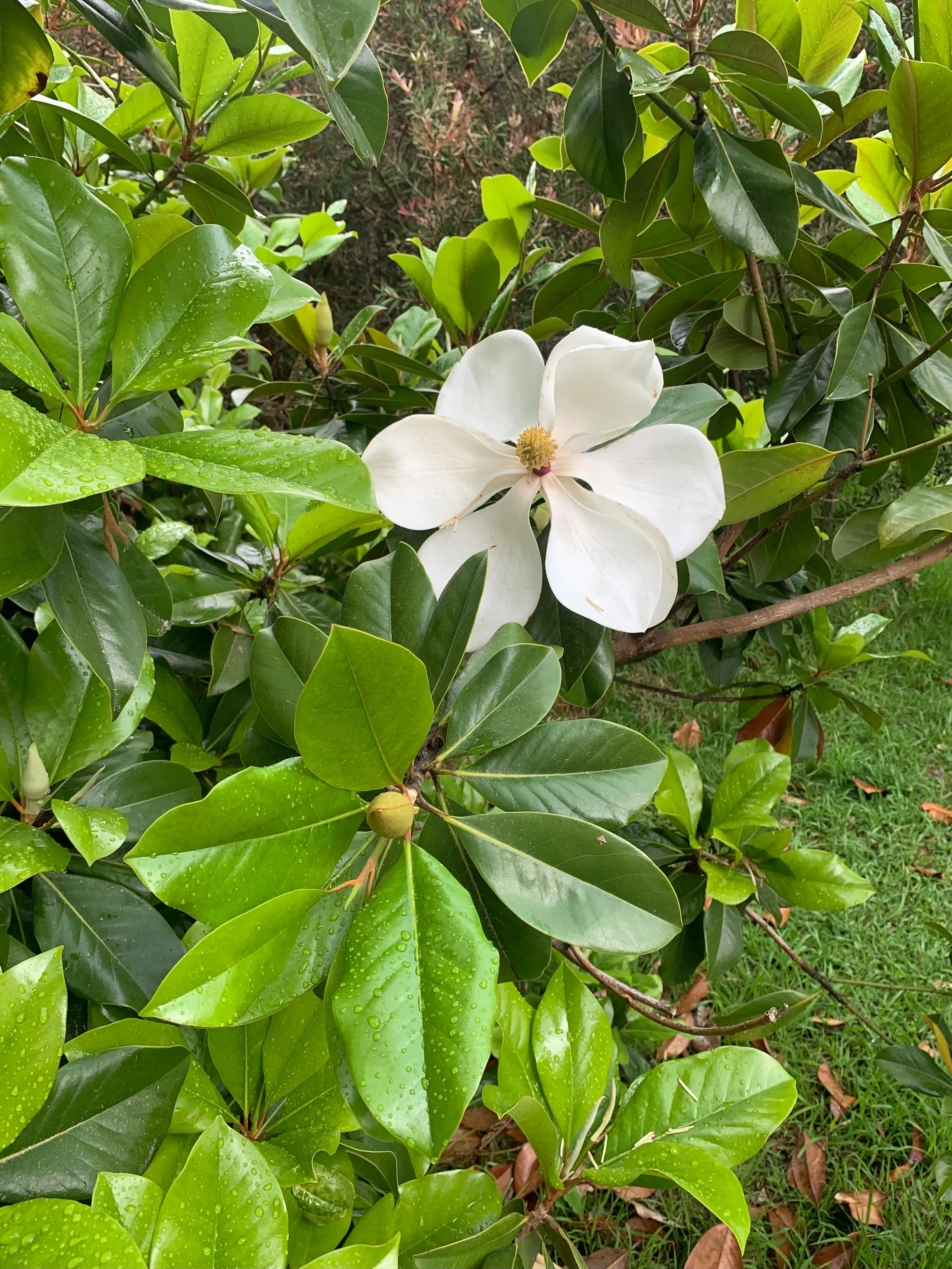 Цветение магнолии в Сочи — целое событие