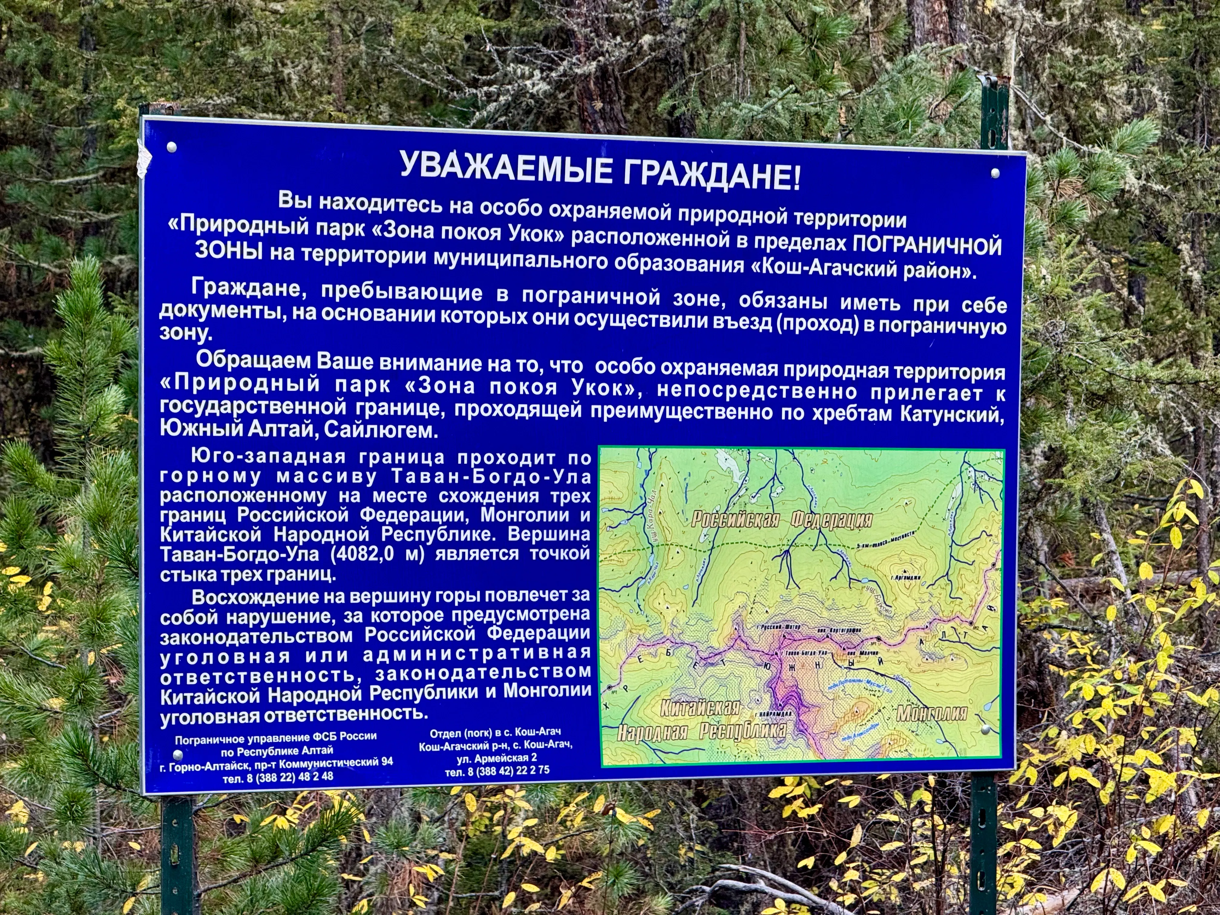 Билборд в лесу / фото Дмитрий Полудин