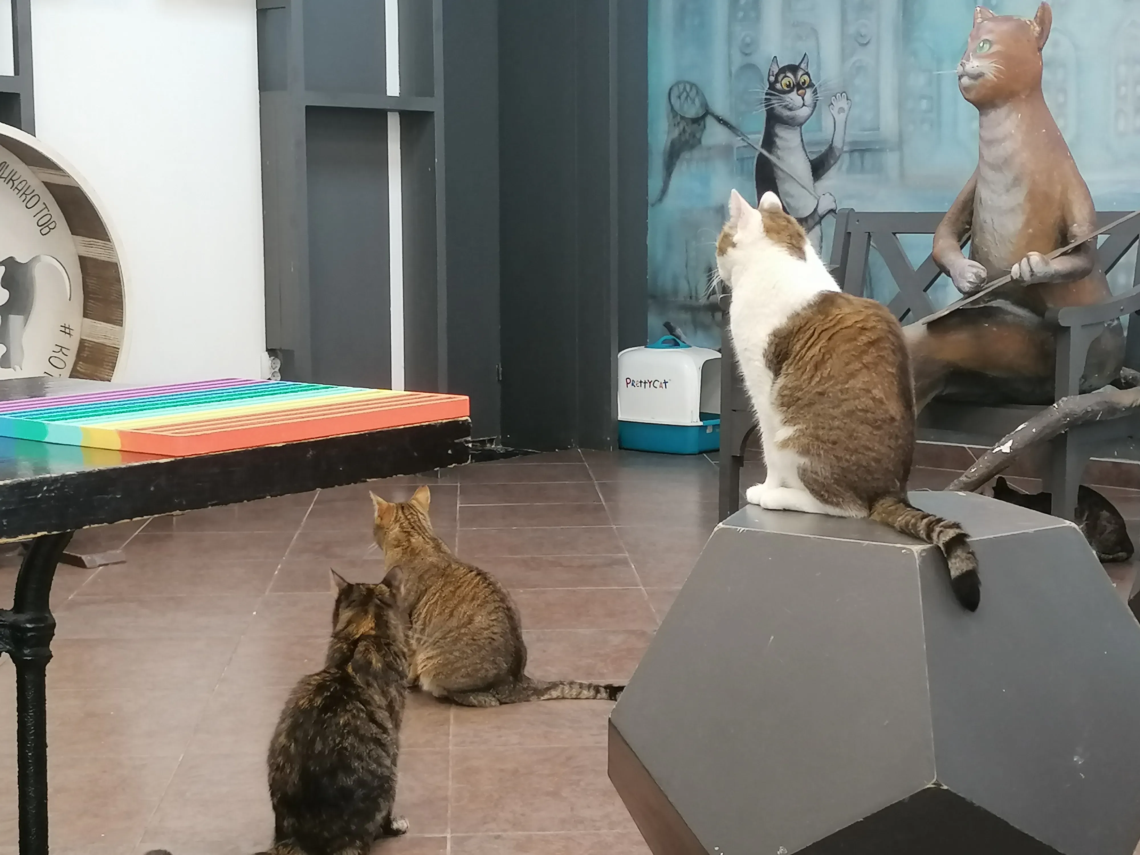Кошачье царство на Литейном. Фото Дарины Устич
