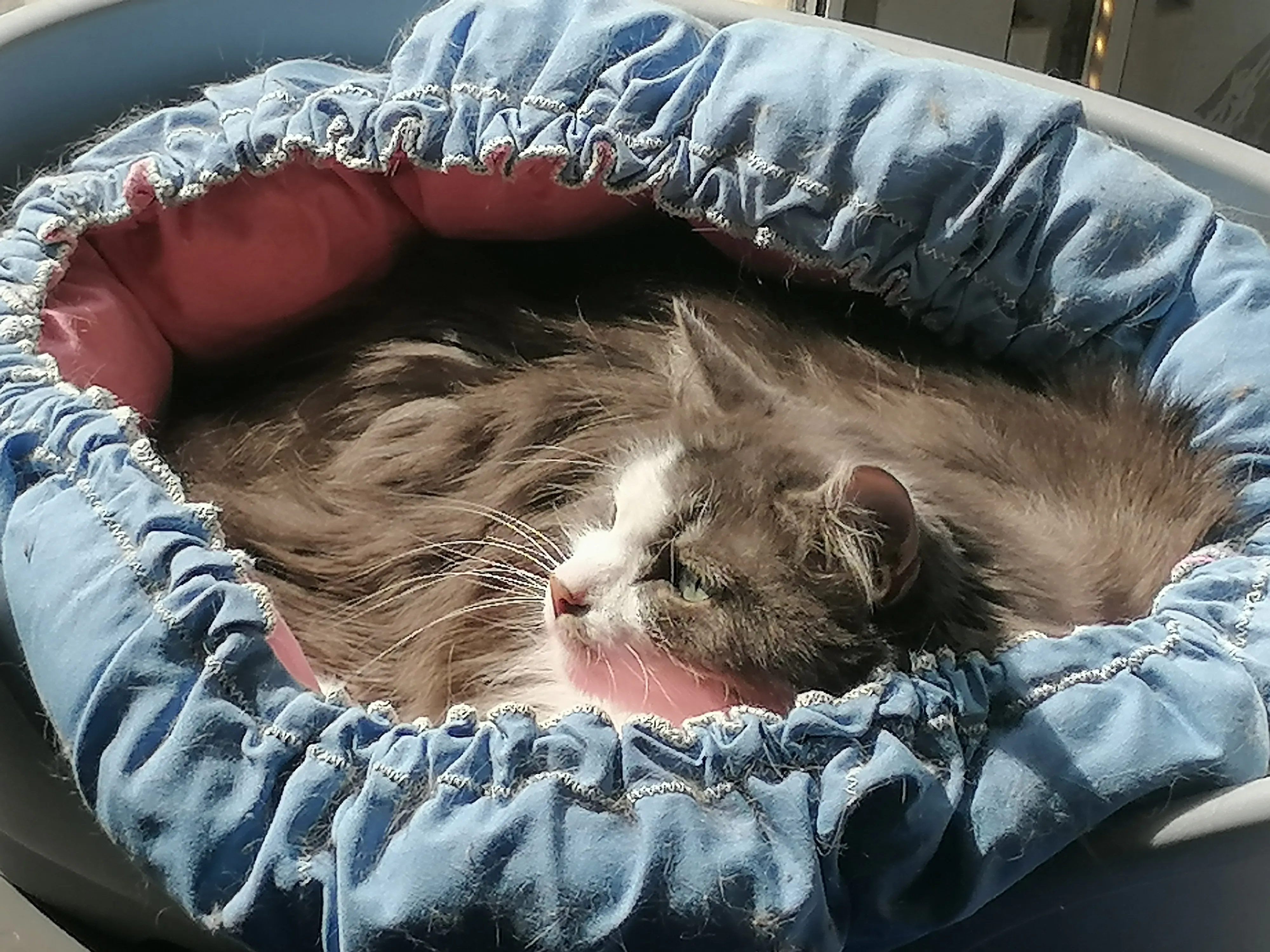 Котики всегда милые. Фото Дарины Устич