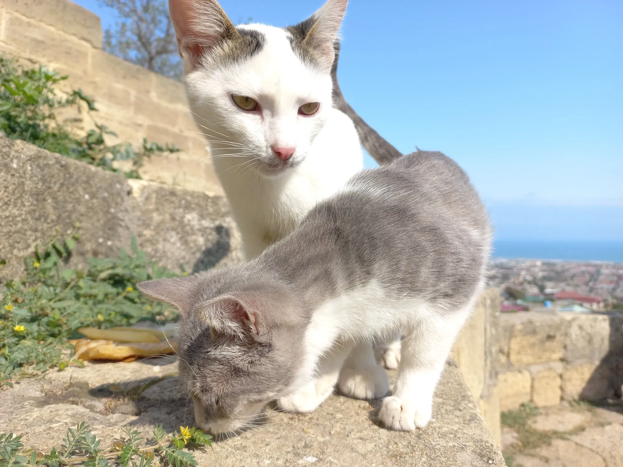 Зато всегда можно поделиться с местными котейками. Фото Дарины Устич