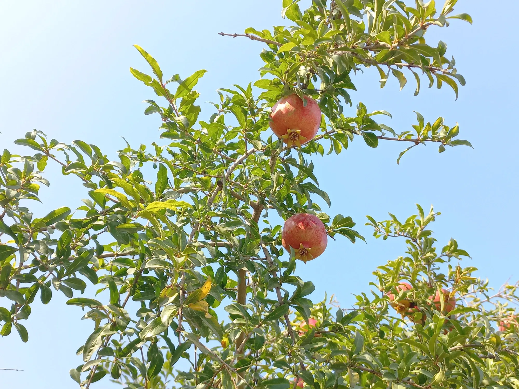 Гуляя по улицам, срываешь гранаты прямо с ветки. Фото Дарины Устич