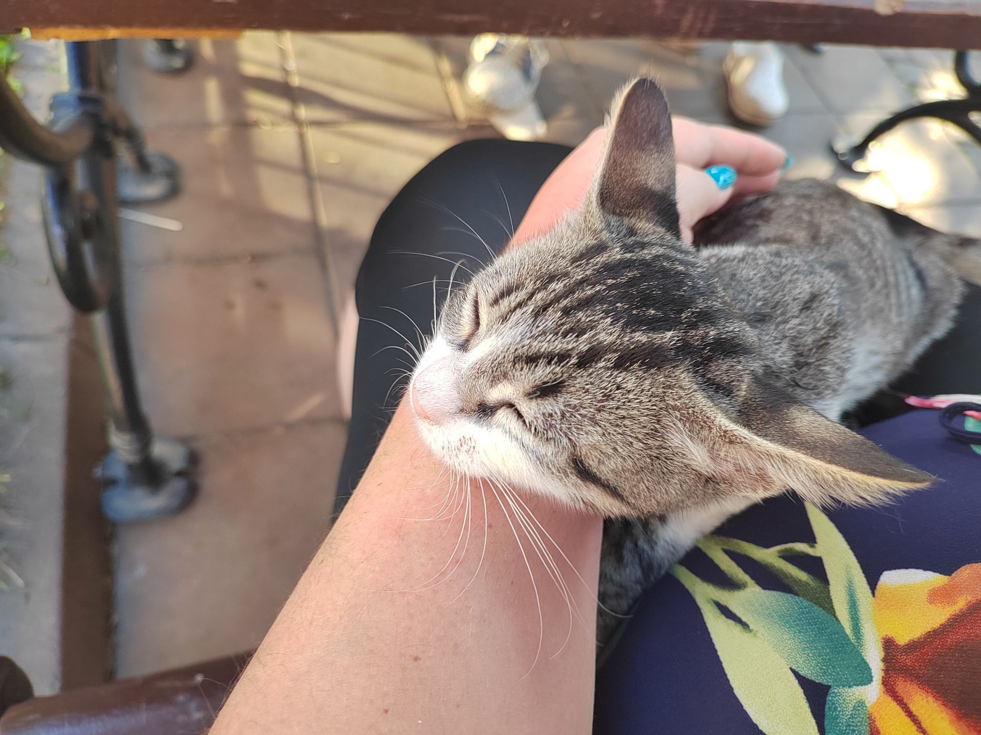 Во дворике вас ждут местные ласковые котики. Фото Дарины Устич