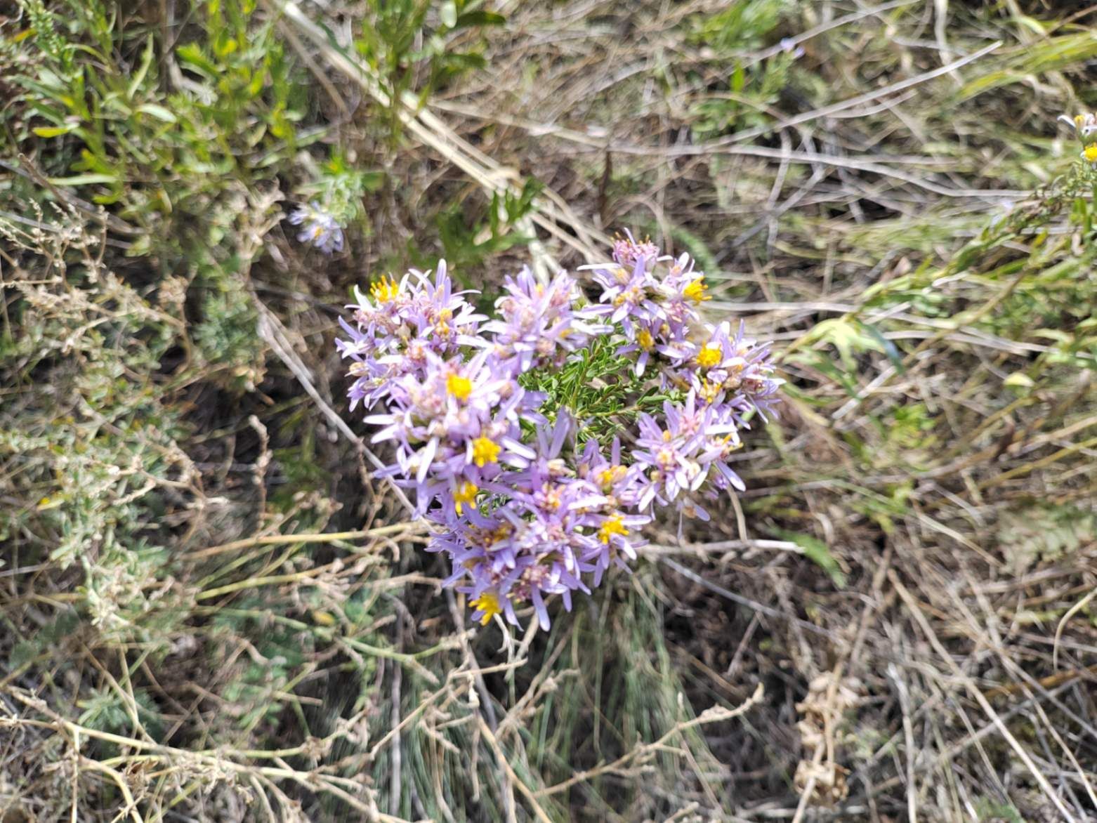 Полевые цветы. Фото Дарины Устич