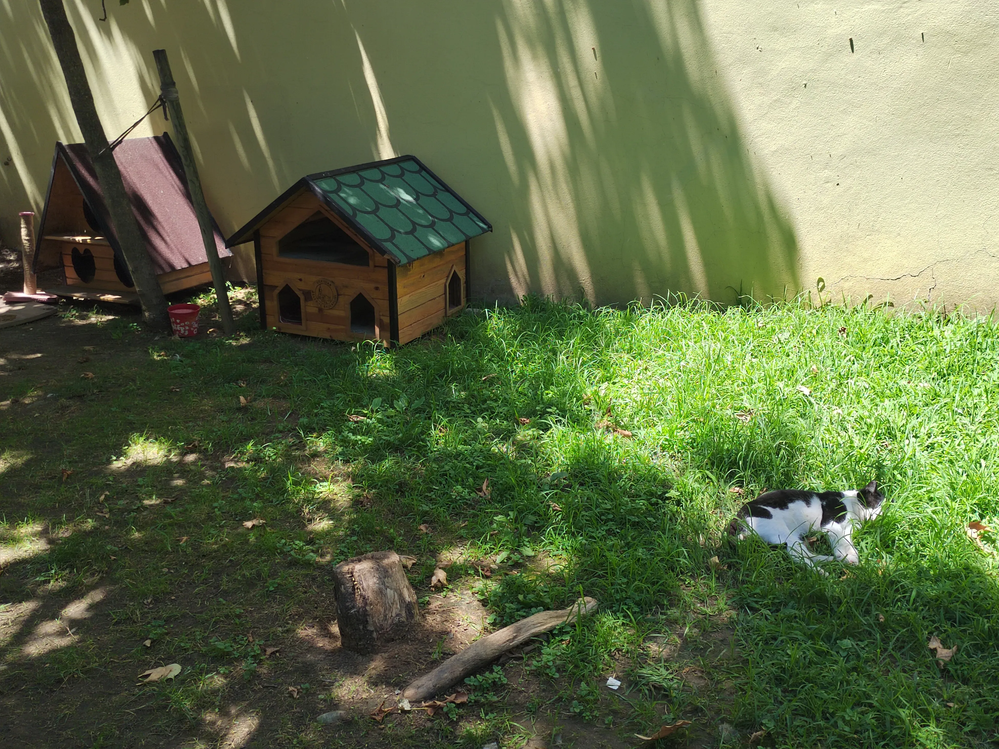 Есть целые котокварталы с домиками. Фото Дарины Устич