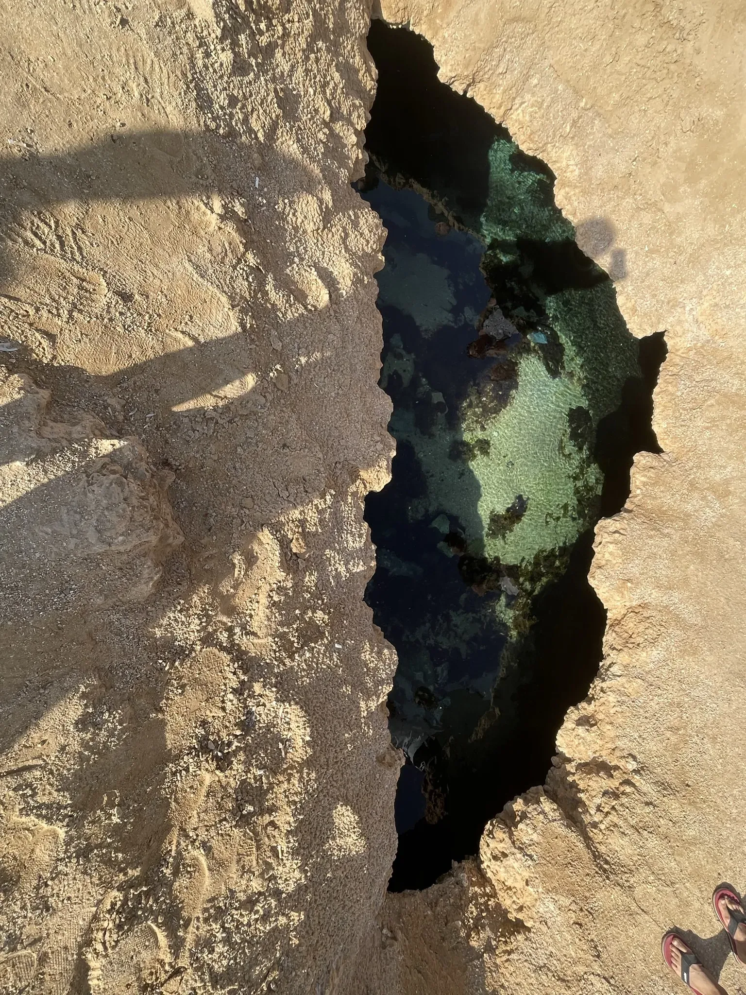 Там живут креветки