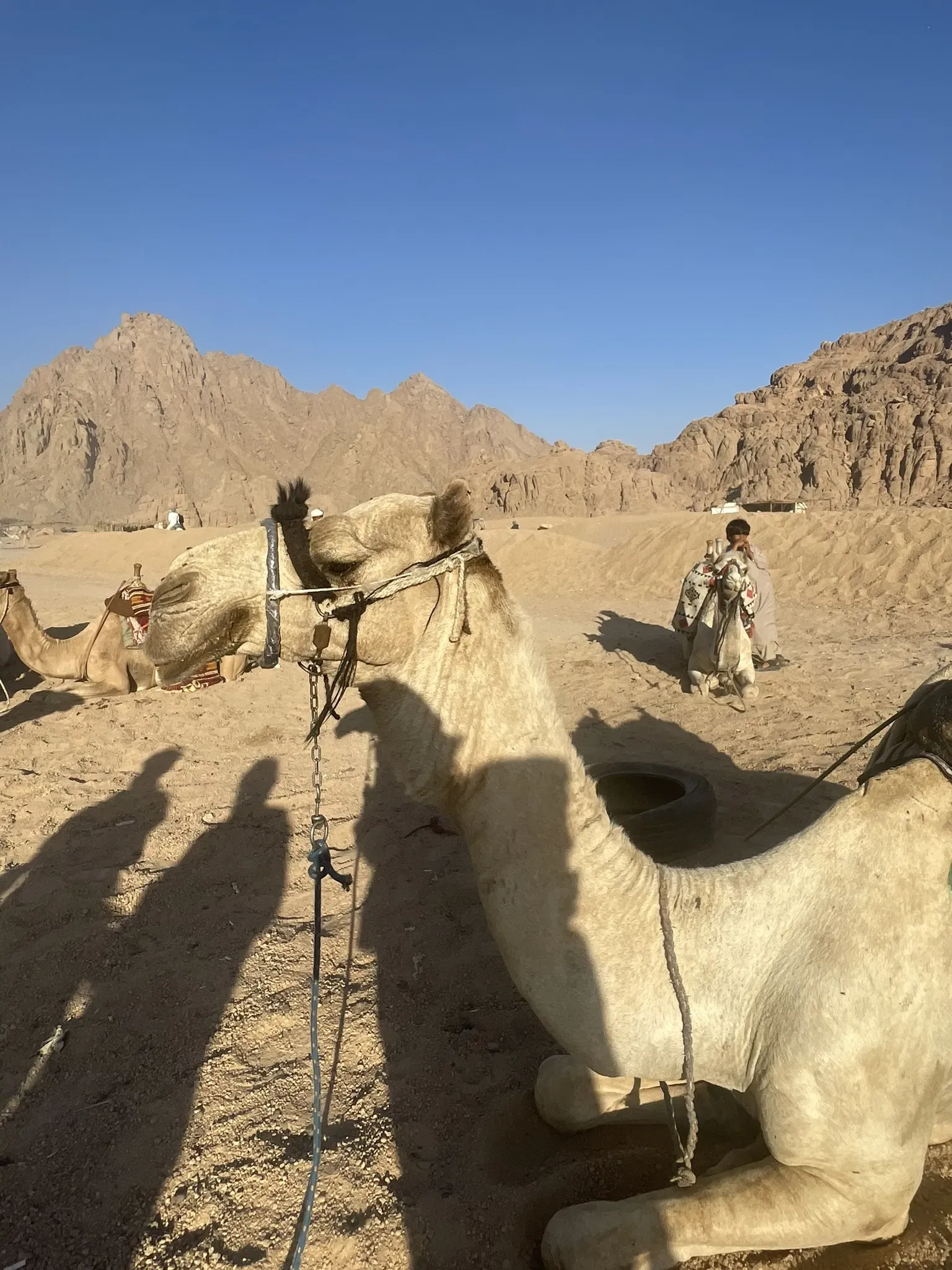 Грустный верблюд