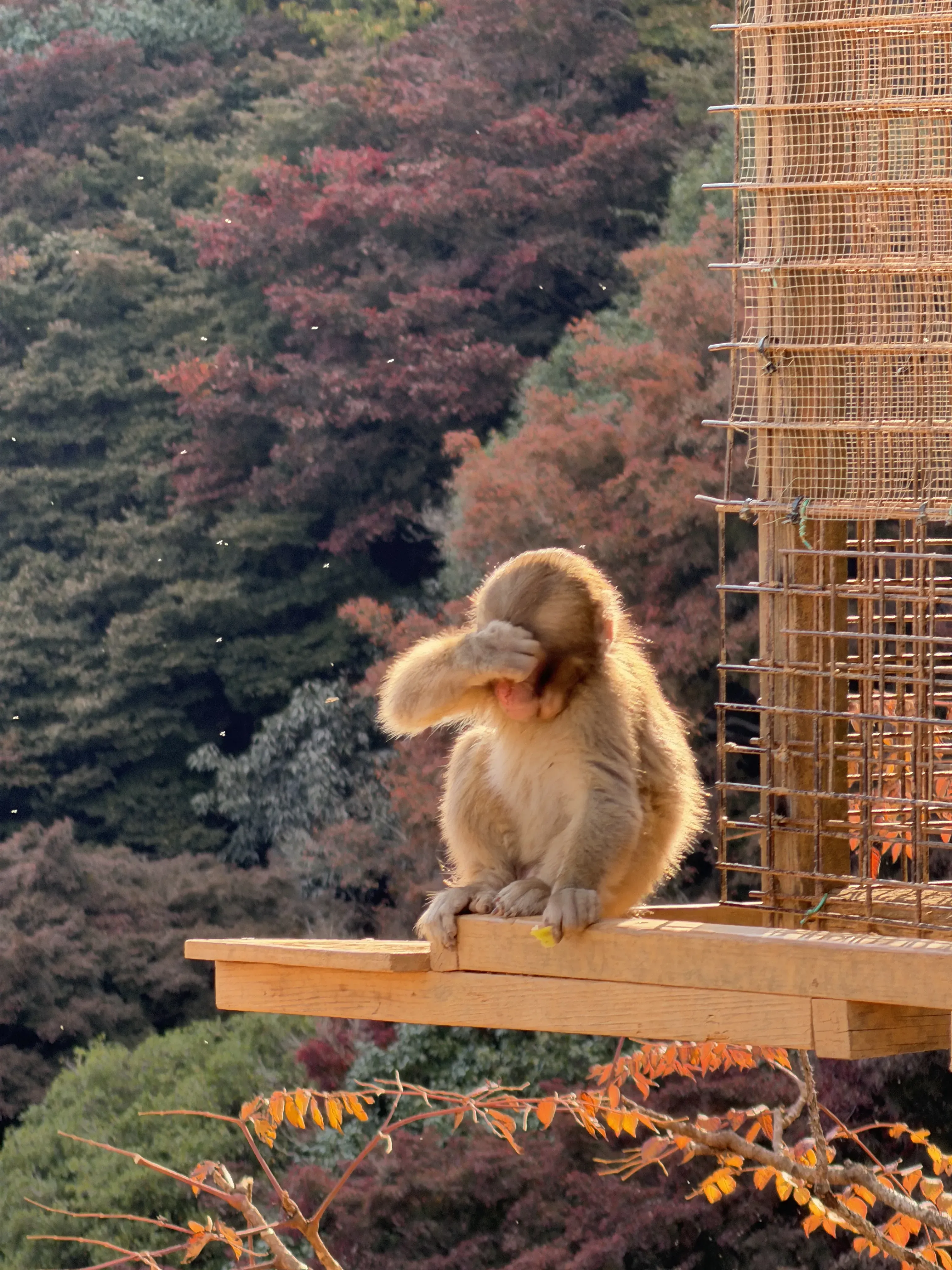 Состояние до поездки в Японию