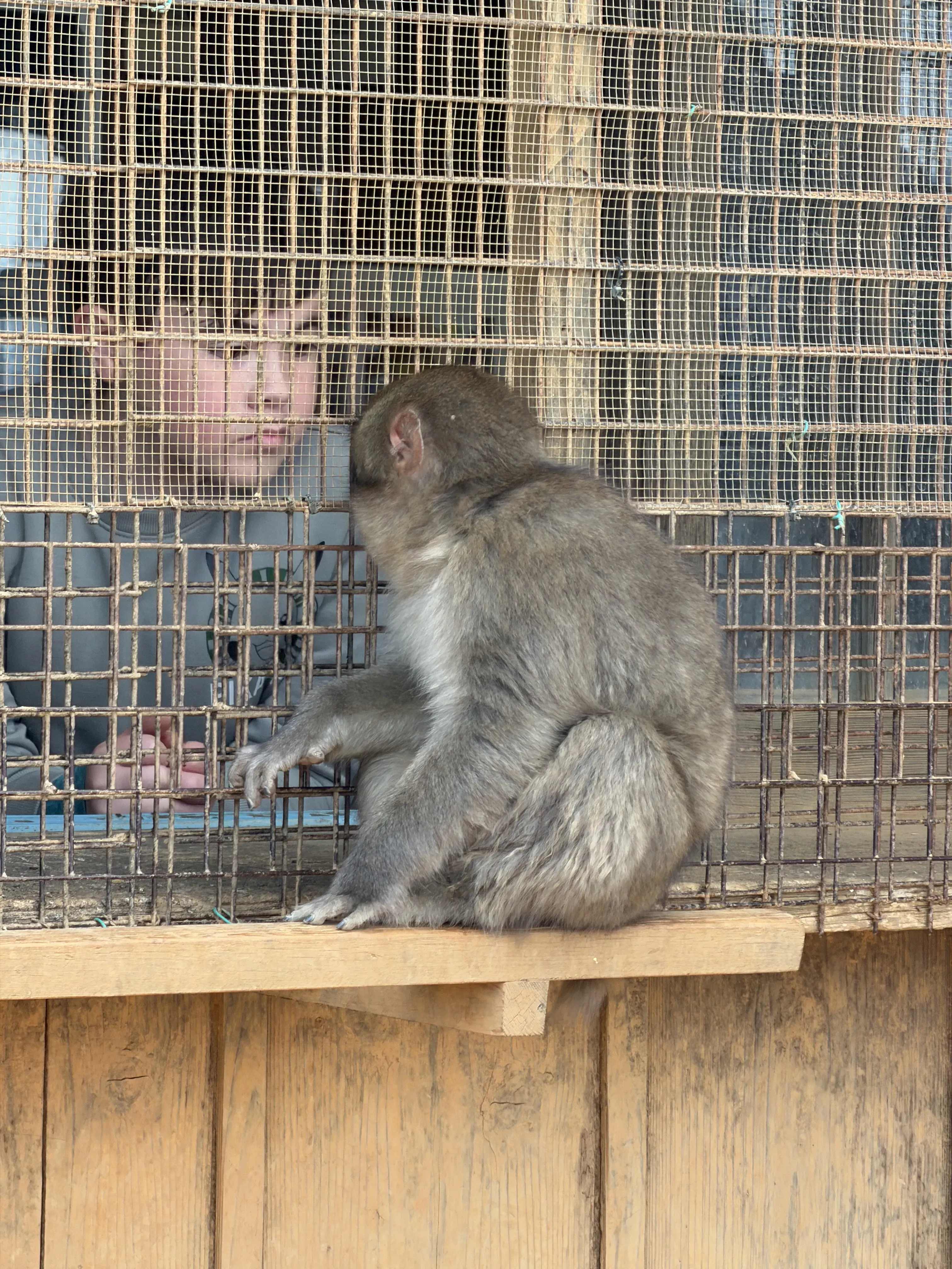 Парк обезьян Арасияма Иватаяма в Киото. Фото: Оля Смирнова