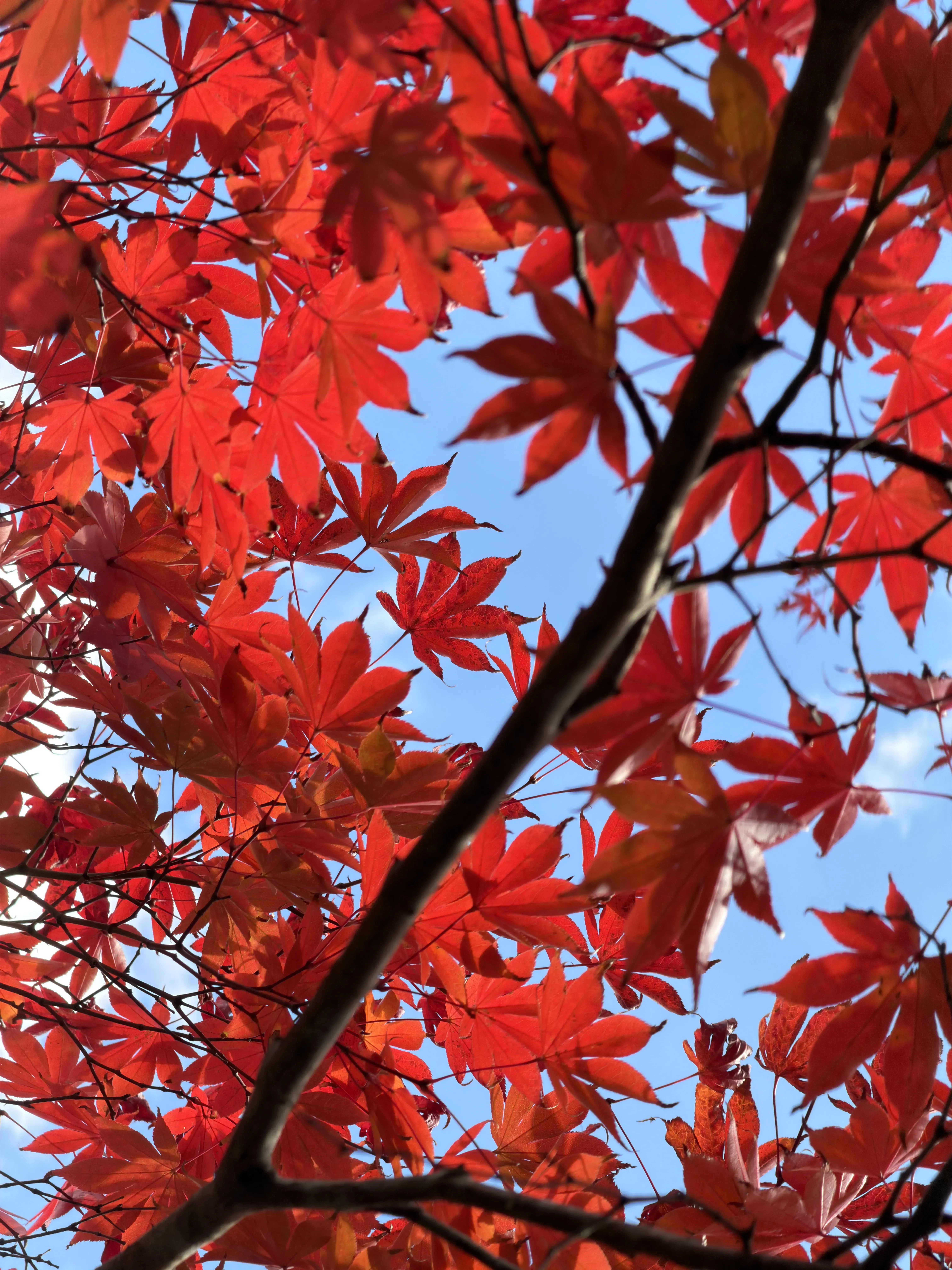 Сезон момидзи потрясающий.