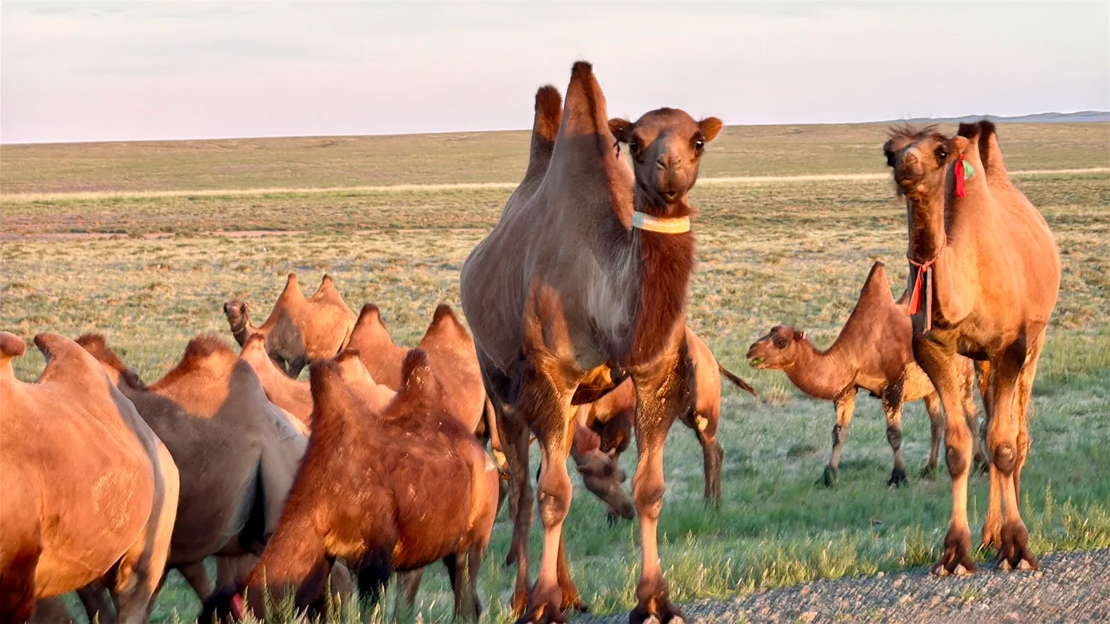 Ему на всё плевать  / фото Дмитрий Полудин