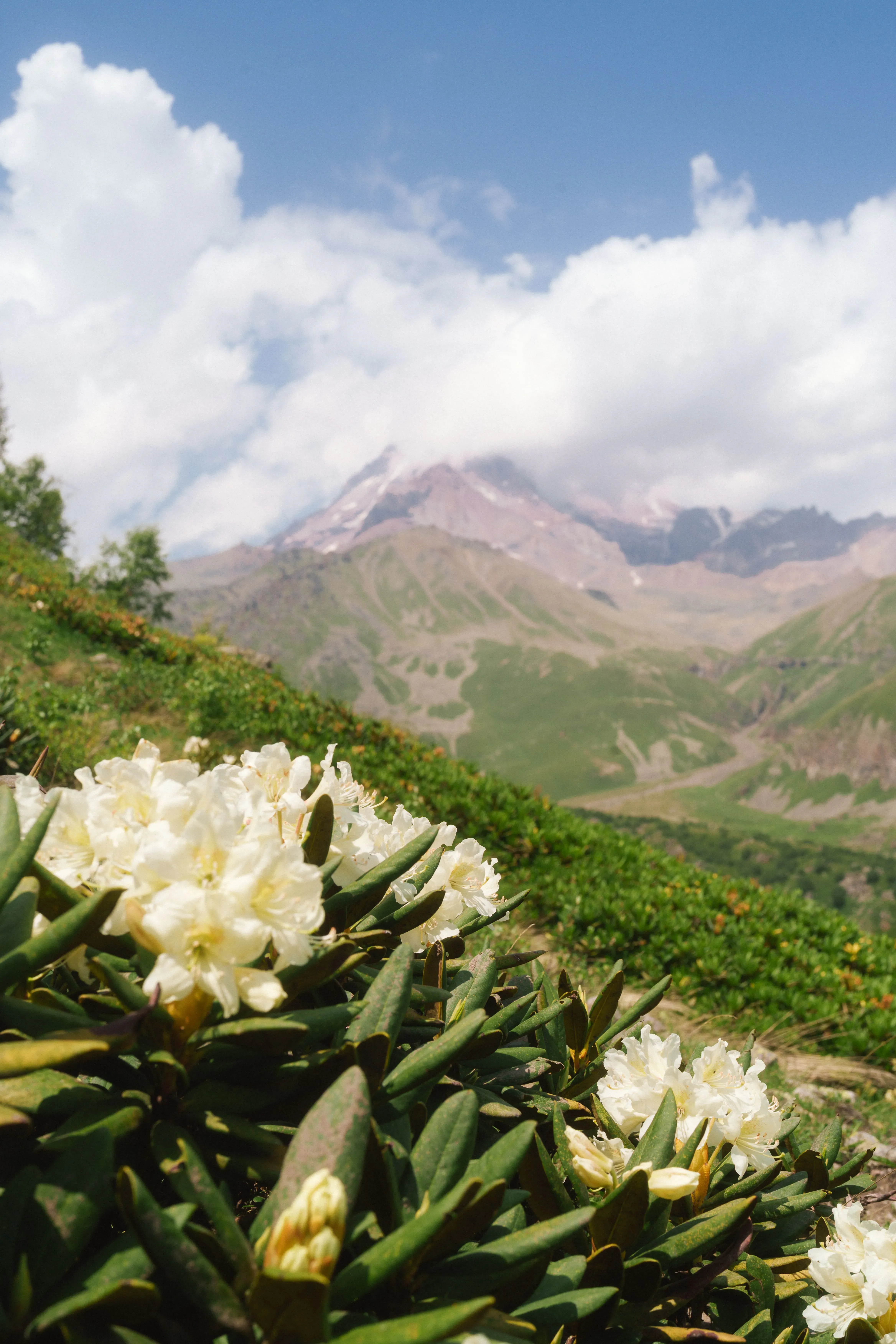 Рододендроны порадуют всех, кто неравнодушен к цветам. Фото: Оля Смирнова