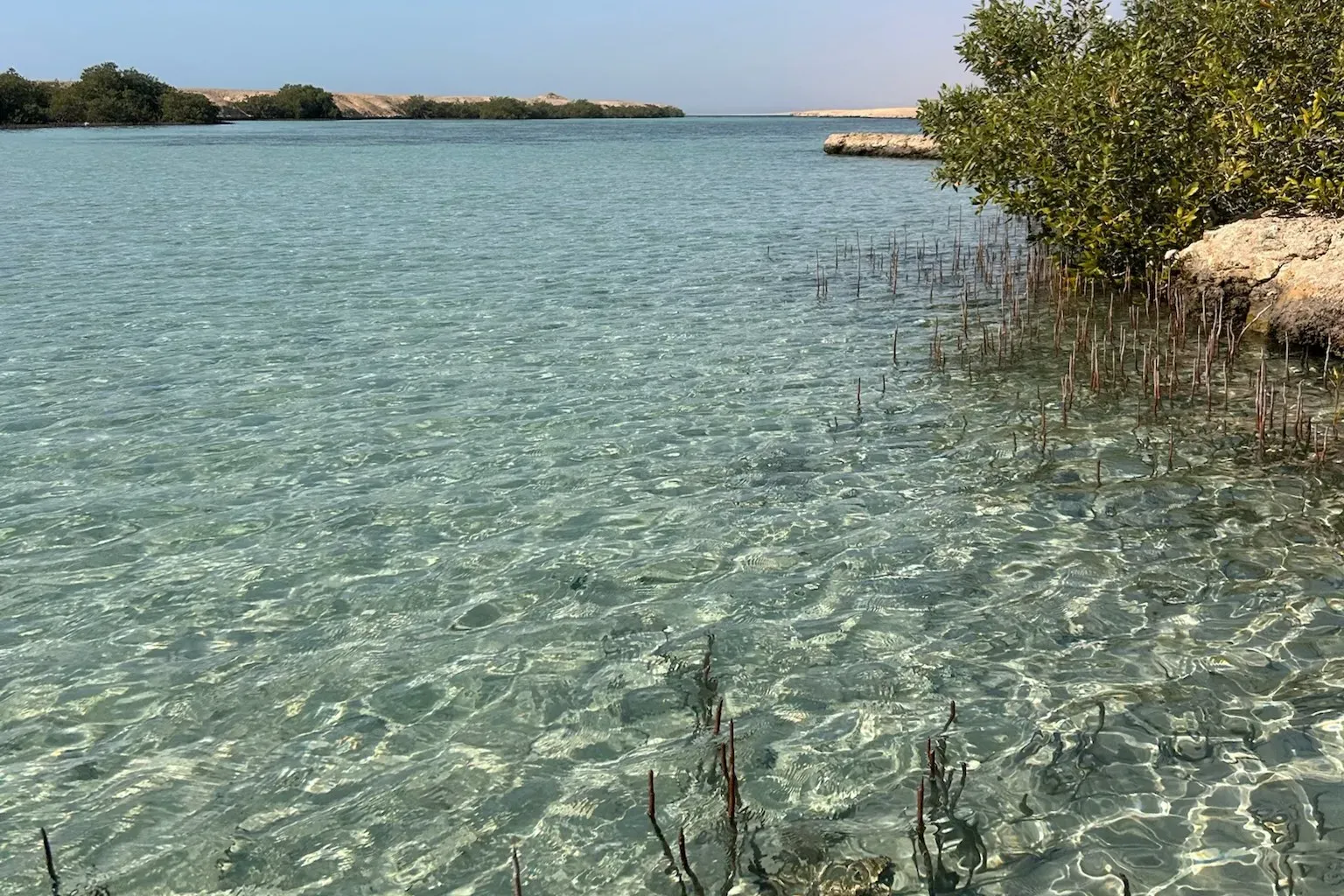 Мангровая роща