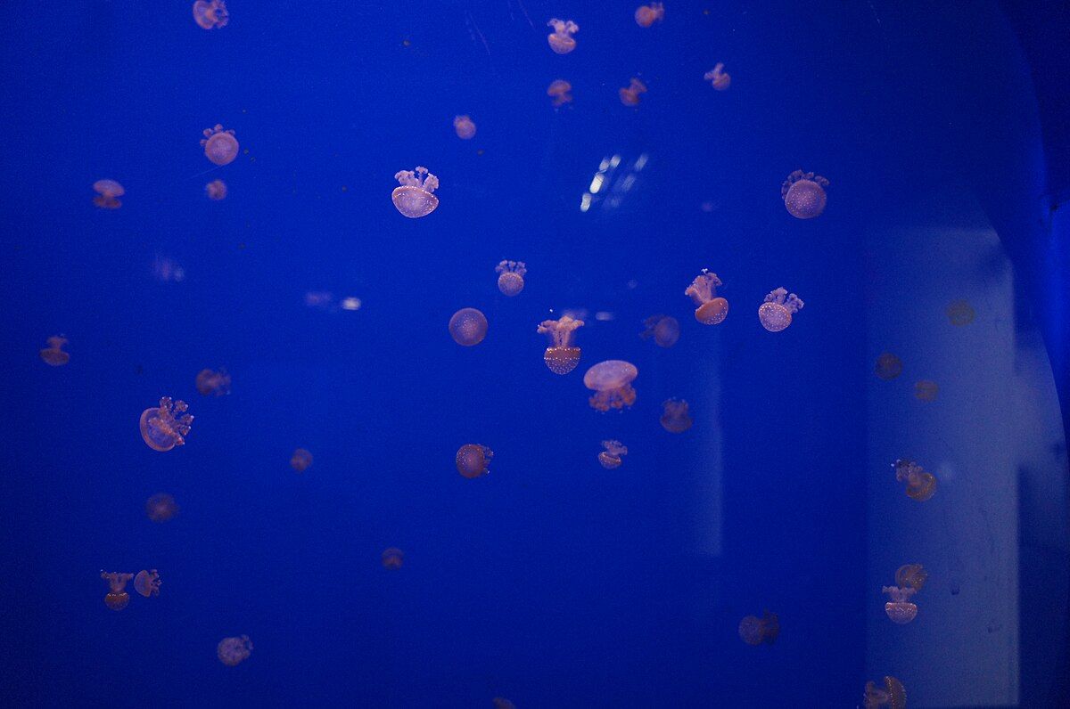 Jellyfish_Aquarium_Genoa_08.JPG