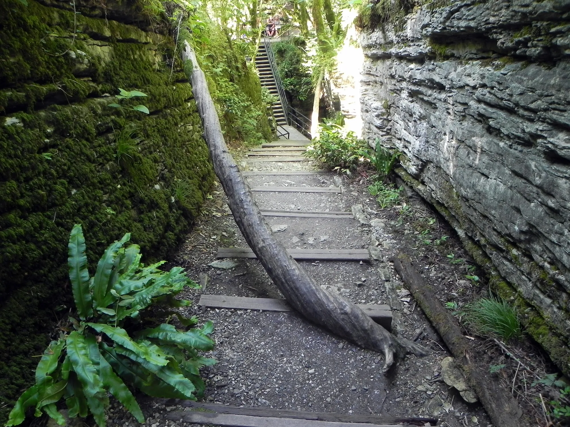 Чувствуете реликтовость? / фото Кирюхин Олег / wikimedia