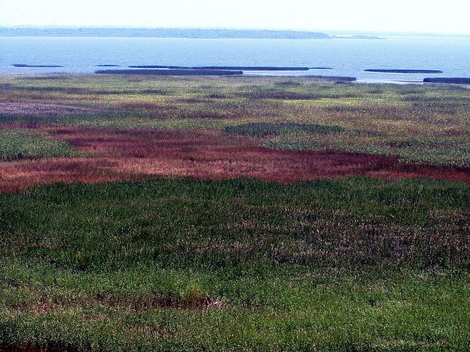 Берега Скадарского озера / Фото Darij & Ana / wikimedia