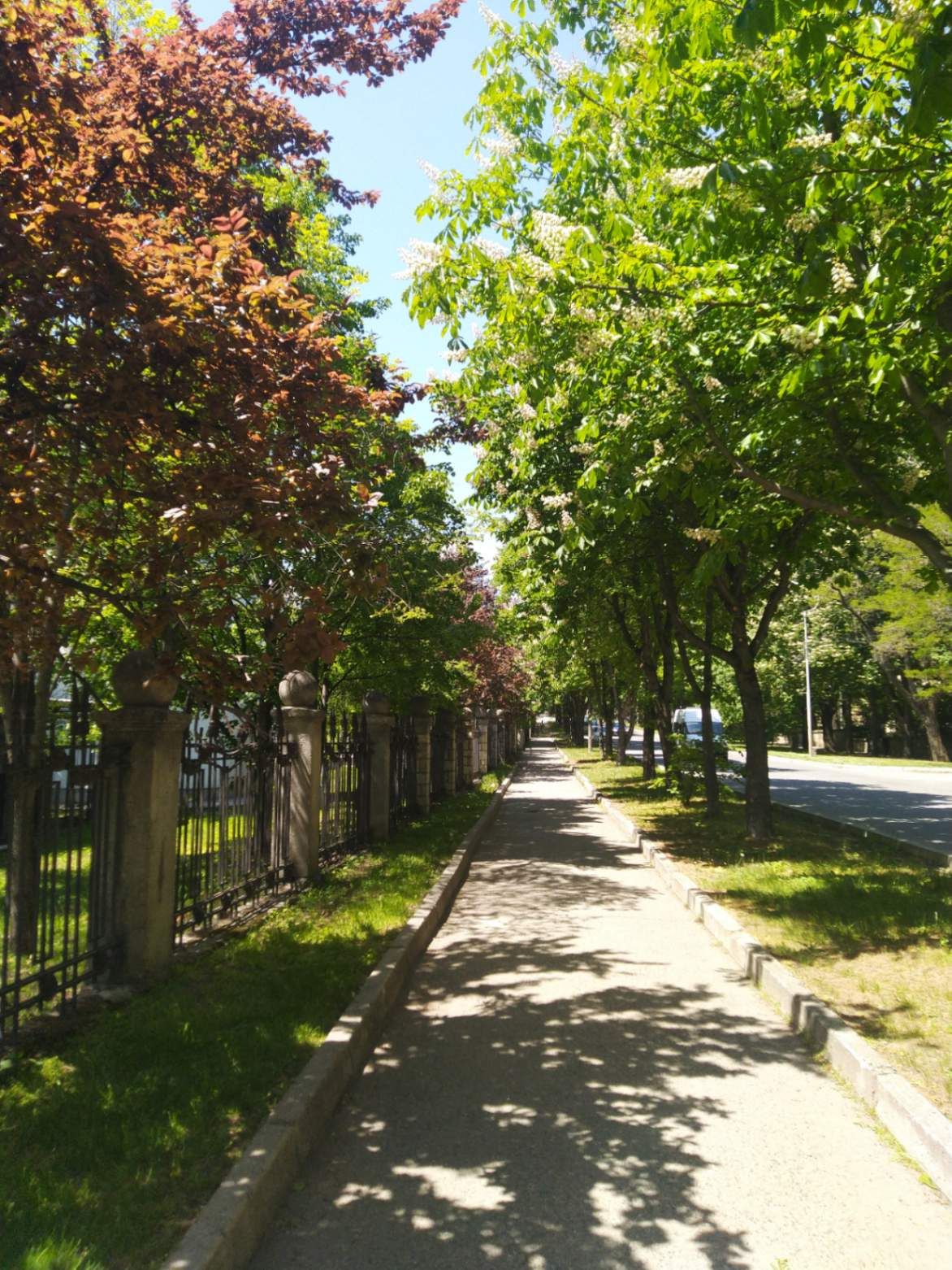Летний парк. Автор фото Анастасия Пелевина