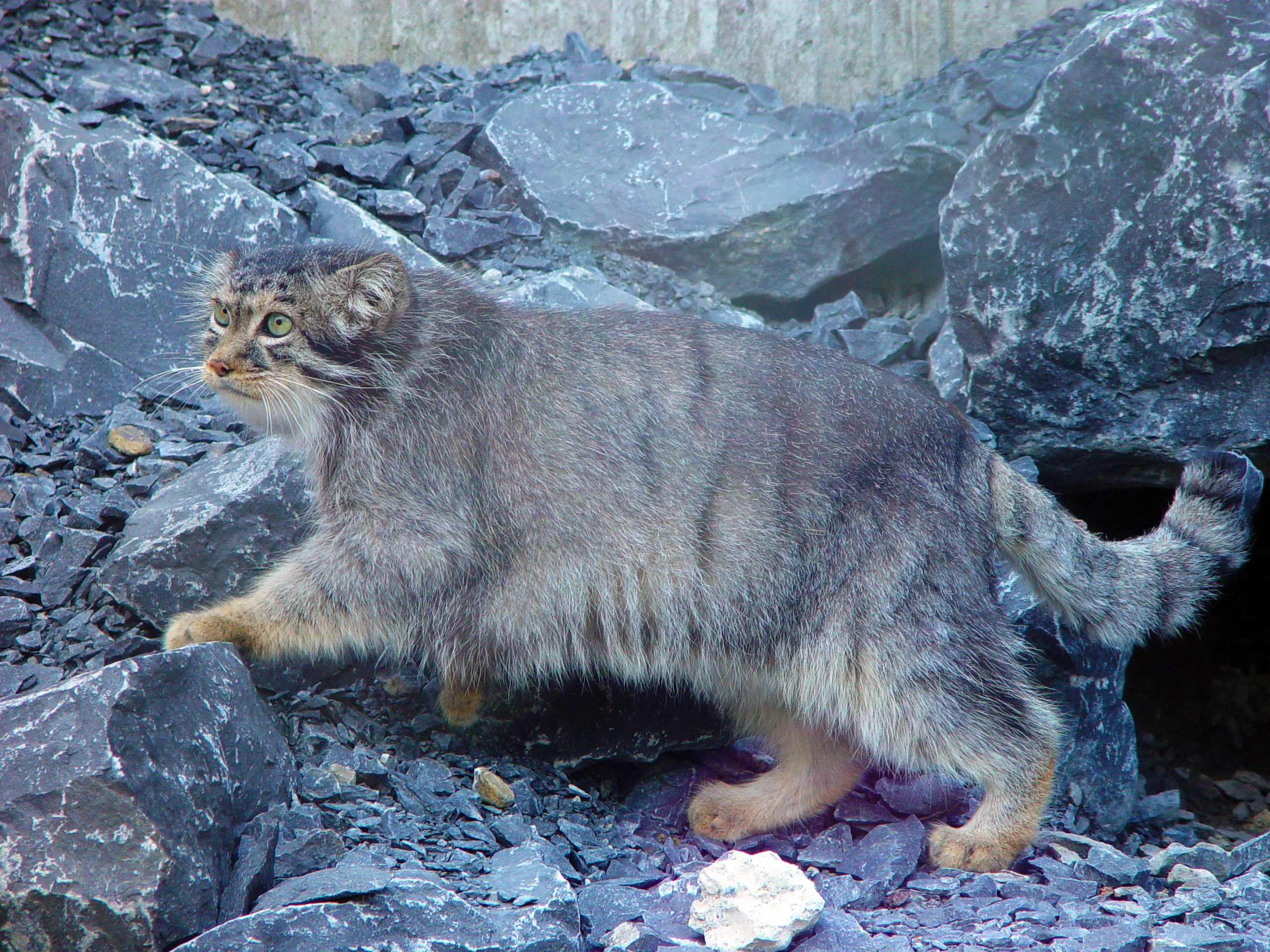 Суровая котейка / фото: Karin Sturzenegger / wikimedia